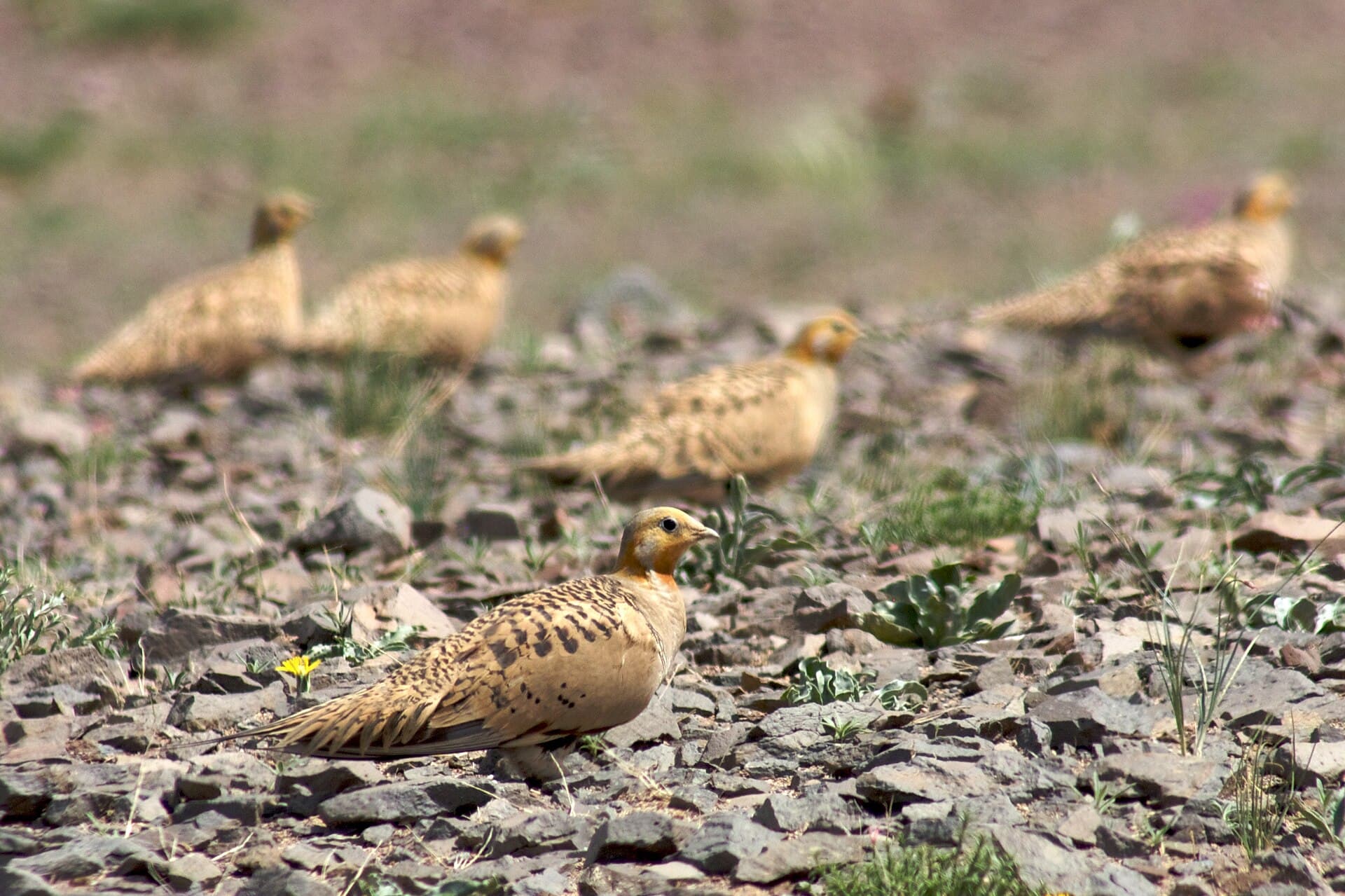 Steppehoen (Syrrhaptes paradoxus) - Groupe de Syrrhaptes paradoxal, désert de Gobi