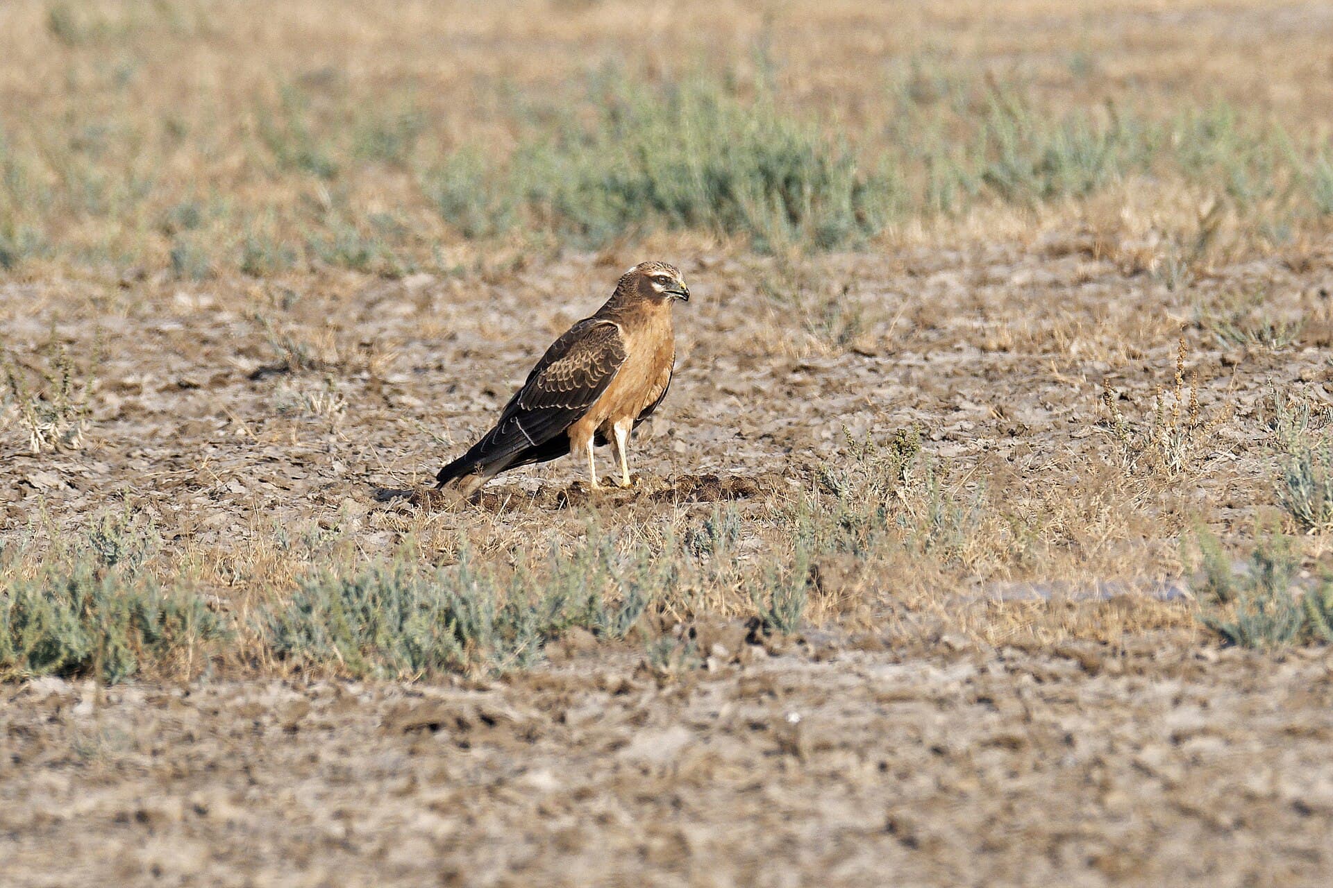 Steppekiekendief (Circus macrourus) - Pallid Harrier 03