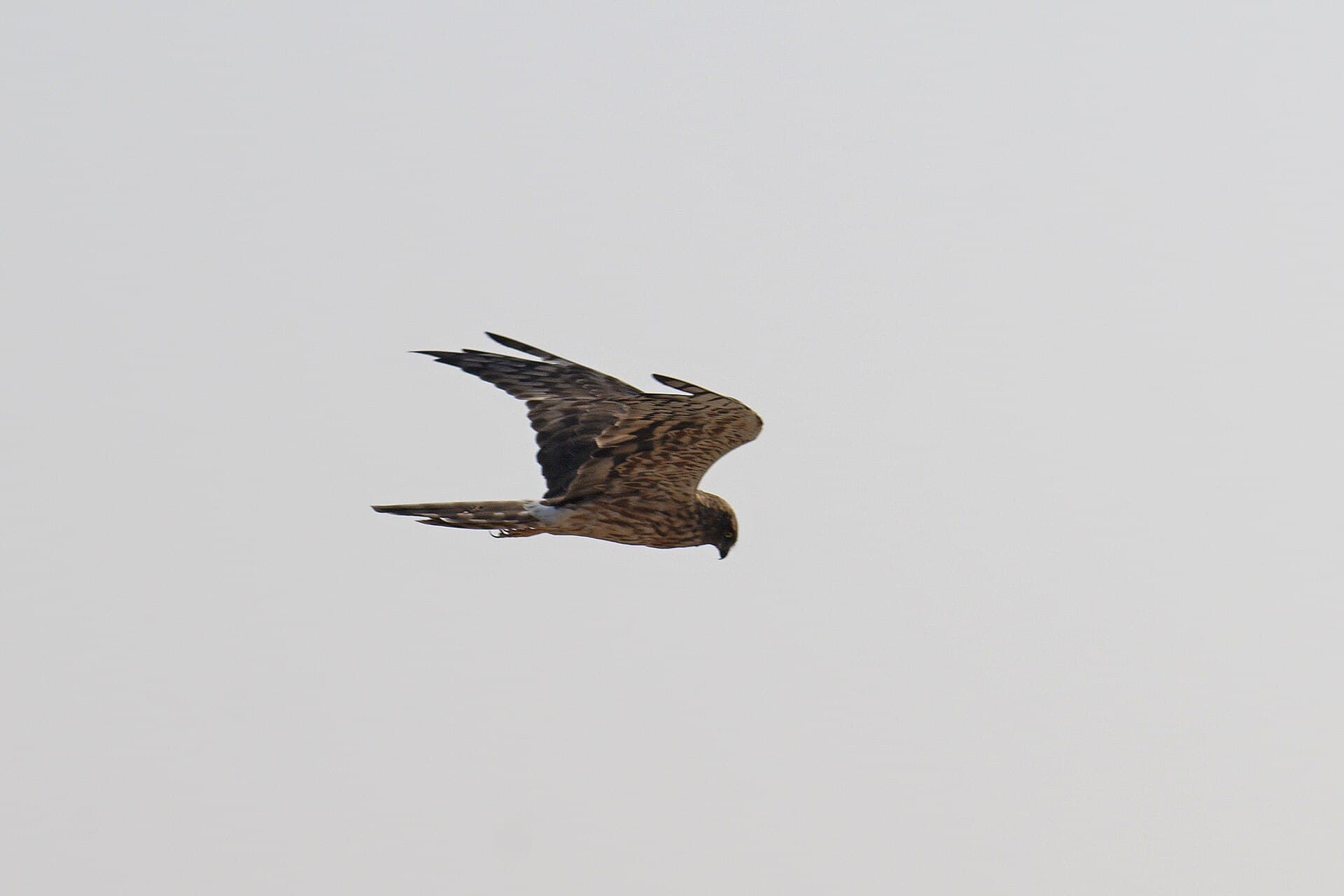 Steppekiekendief (Circus macrourus) - Pallid Harrier 04