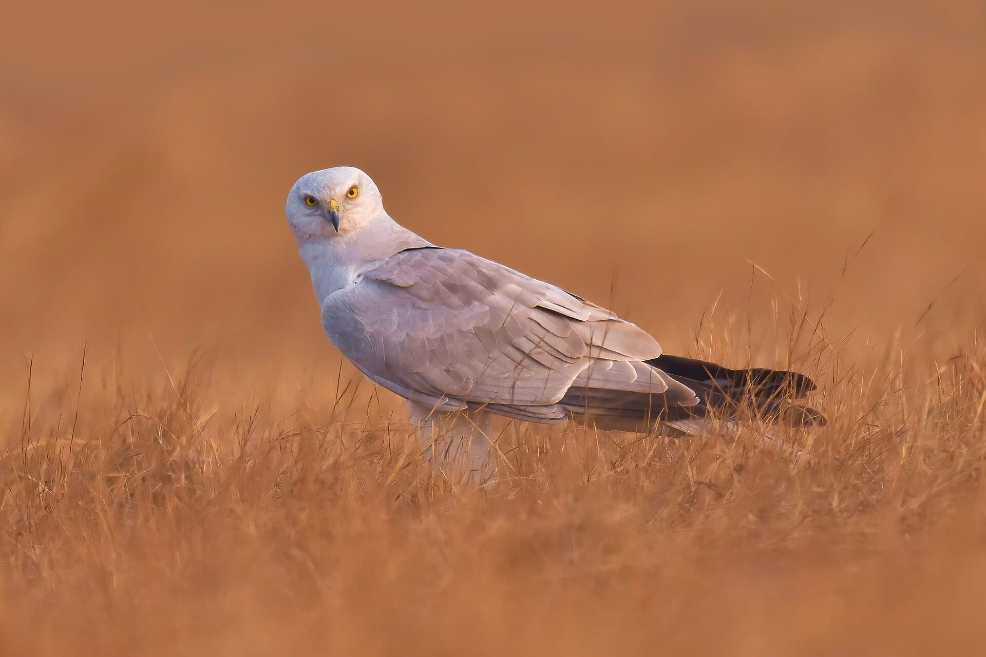 Steppekiekendief (Circus macrourus) - Pallid harrier