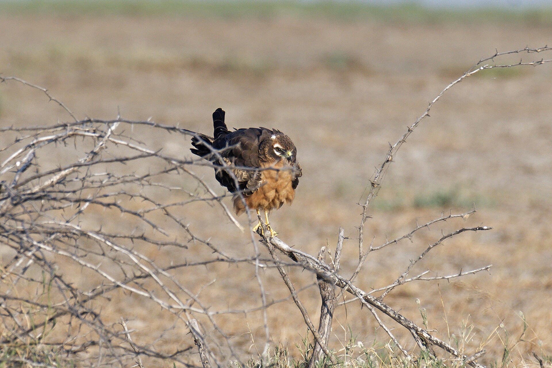 Steppekiekendief (Circus macrourus) - Pallid Harrier 01
