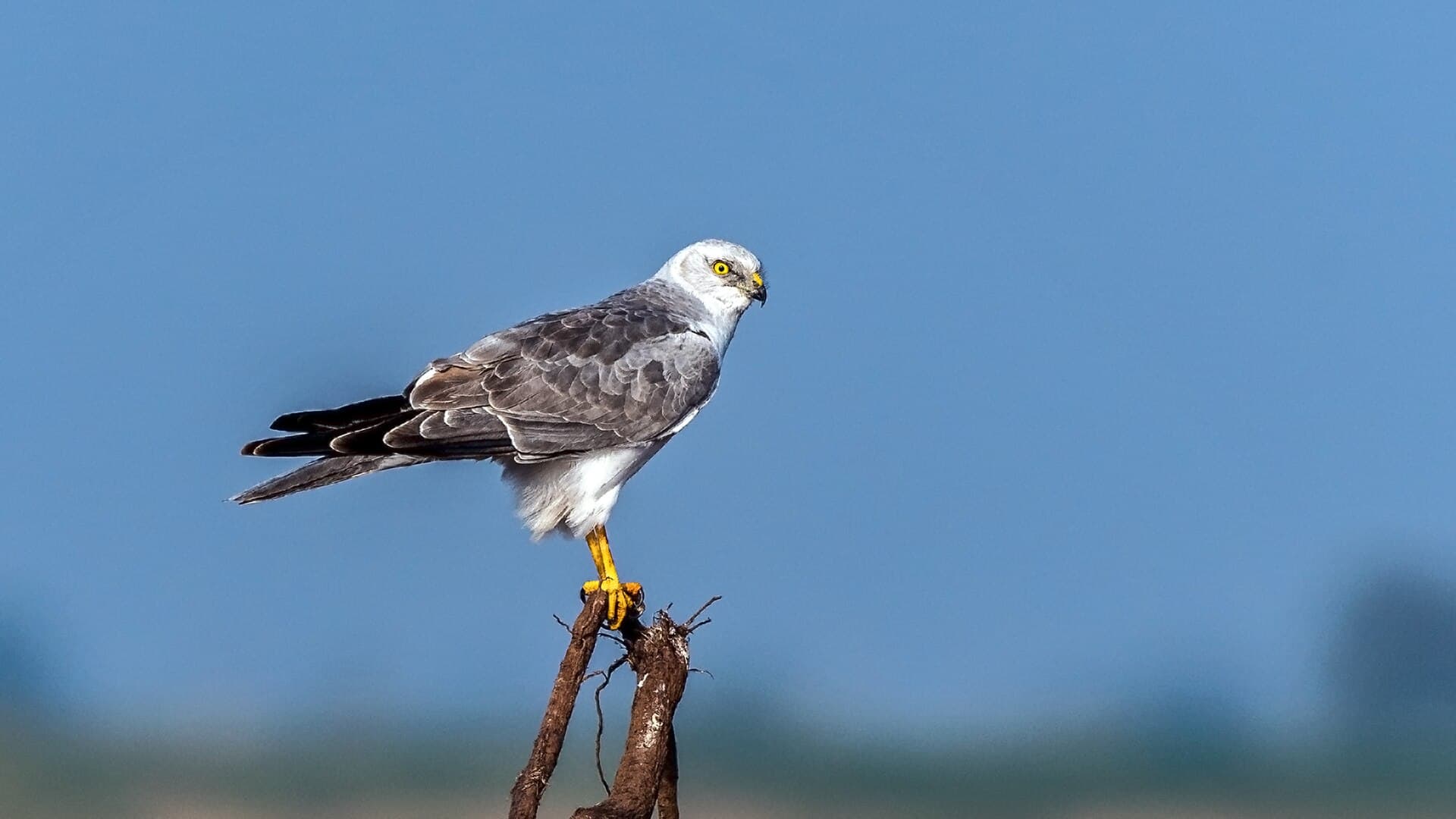 Steppekiekendief (Circus macrourus) - Pallid Harrier Male