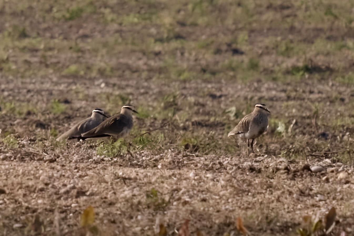 steppekievit (Vanellus gregarius) - Sociable lapwing in Qatar