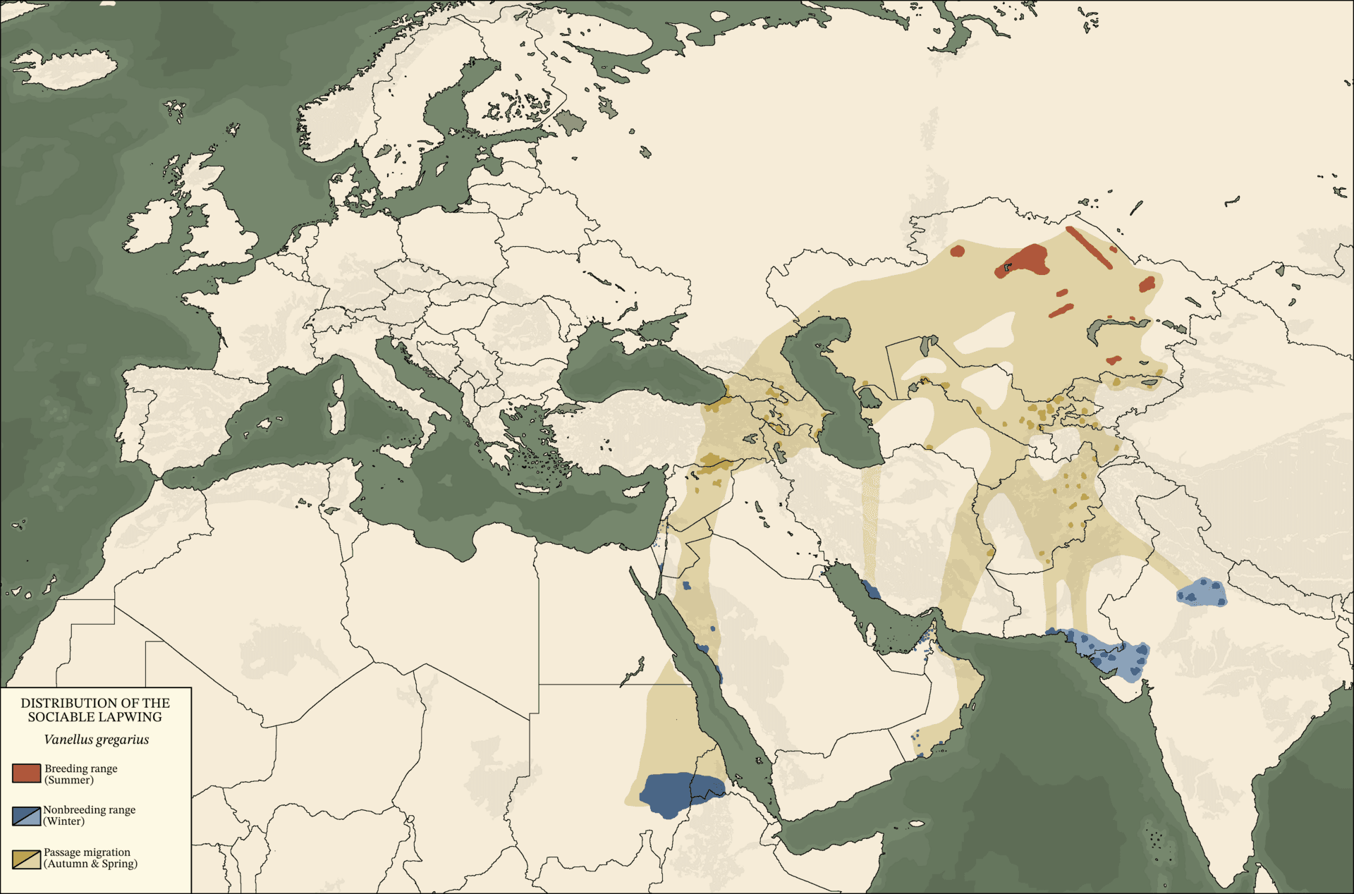 steppekievit (Vanellus gregarius) - Vanellus gregarius range map 2
