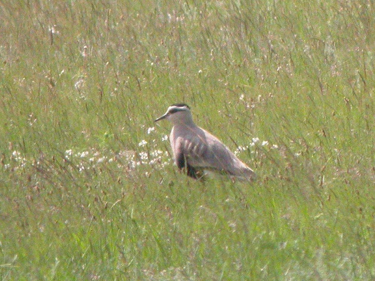steppekievit (Vanellus gregarius) - Sociable Lapwing