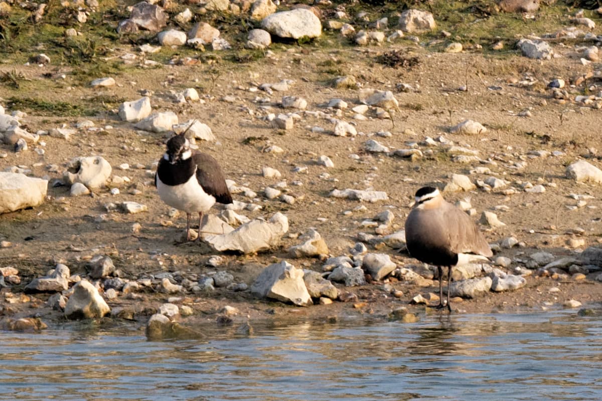 steppekievit (Vanellus gregarius) - Vanellus gregarius 20190414 t1830