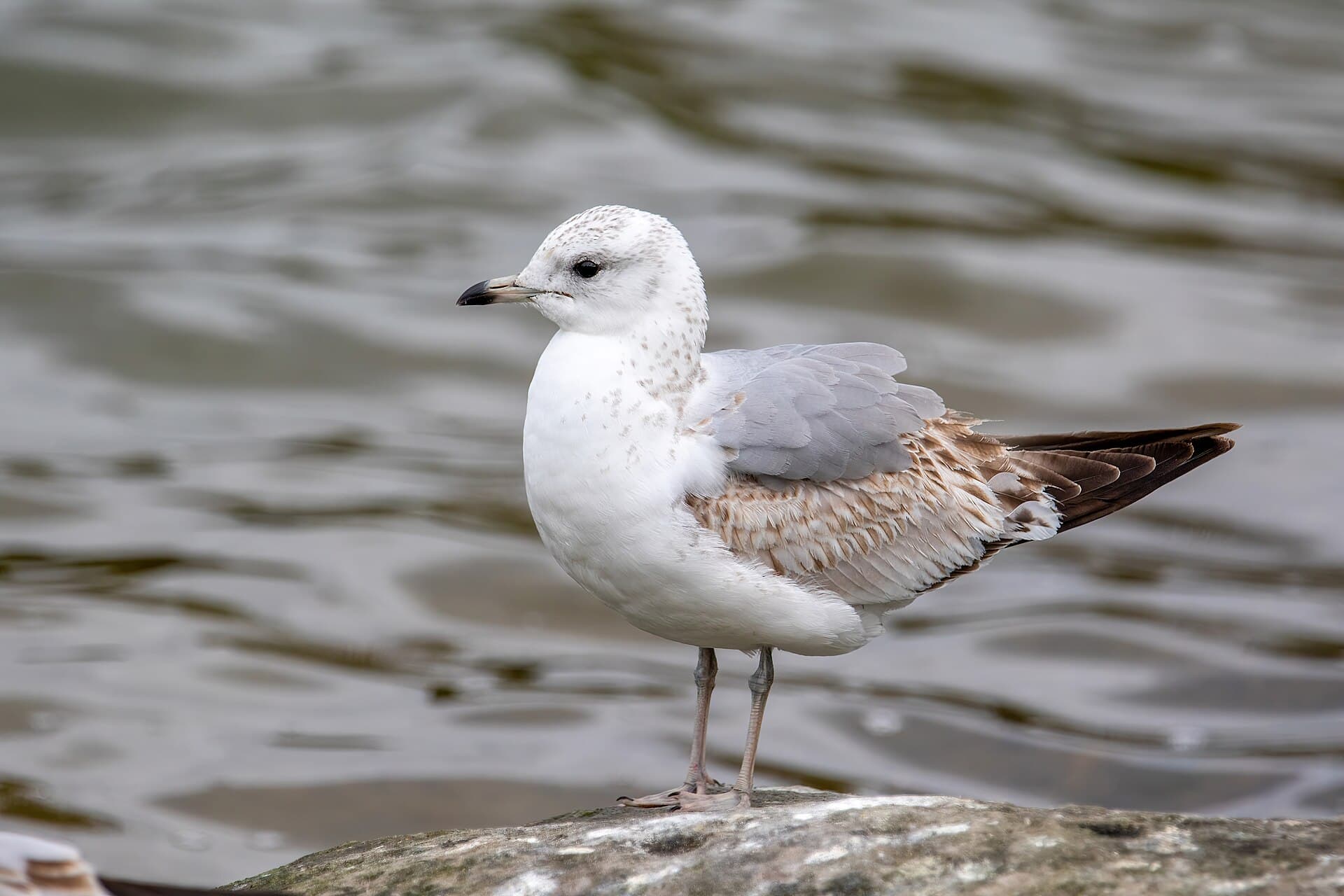 Stormmeeuw (Larus canus) - Common gull 2022 04 07 02