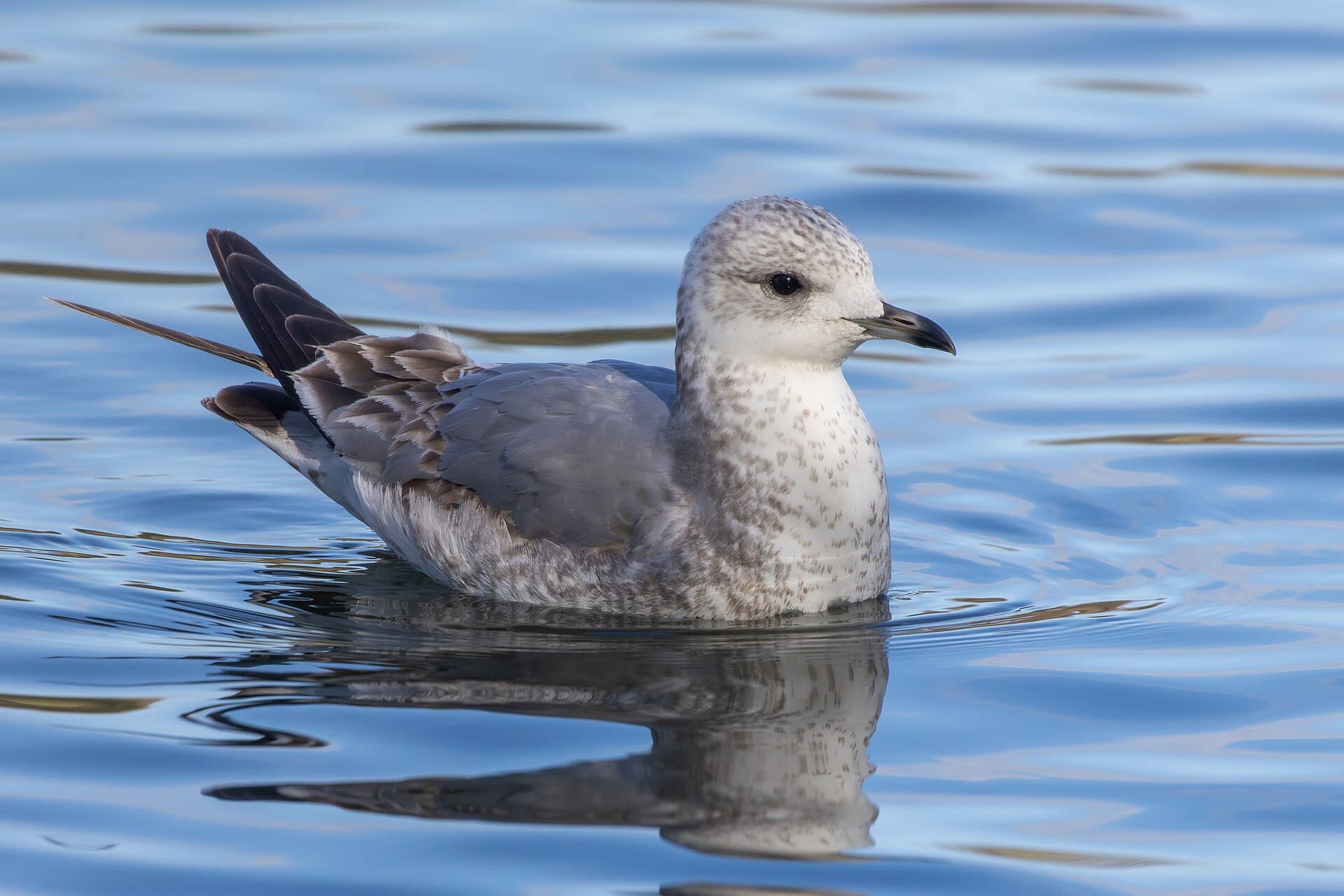 Stormmeeuw (Larus canus) - Common gull 2024 02 17