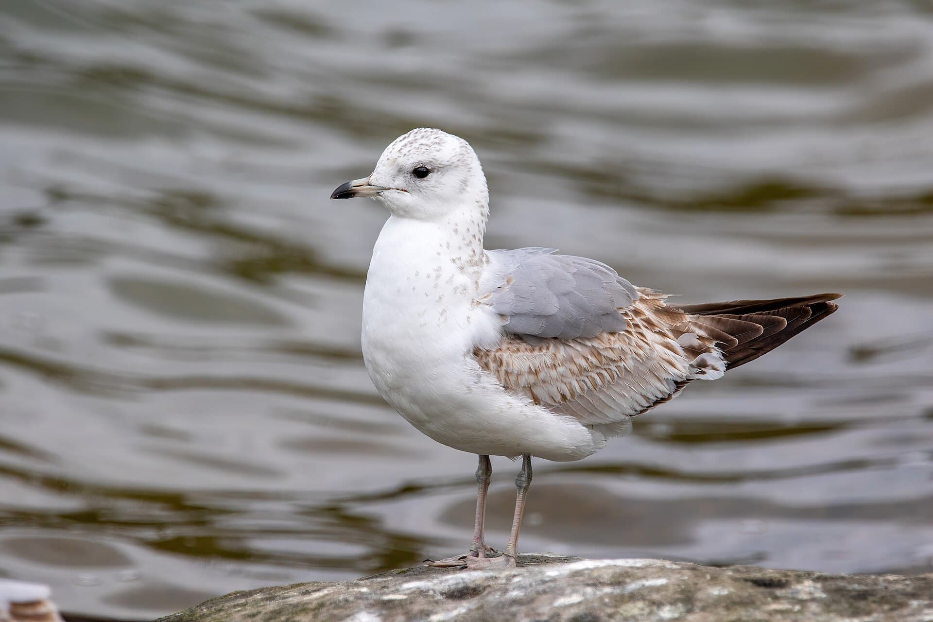 Stormmeeuw (Larus canus) - Common gull 2022 04 07 01