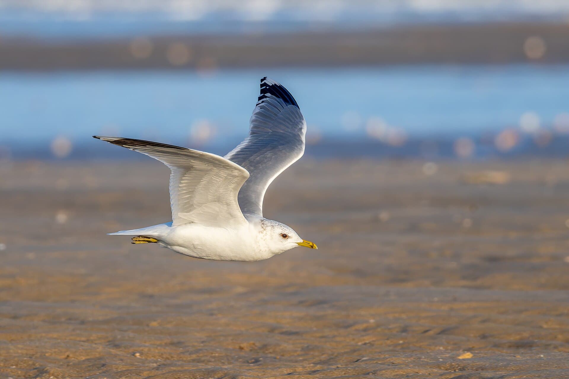 Stormmeeuw (Larus canus) - Common Gull 2025 12 26 02