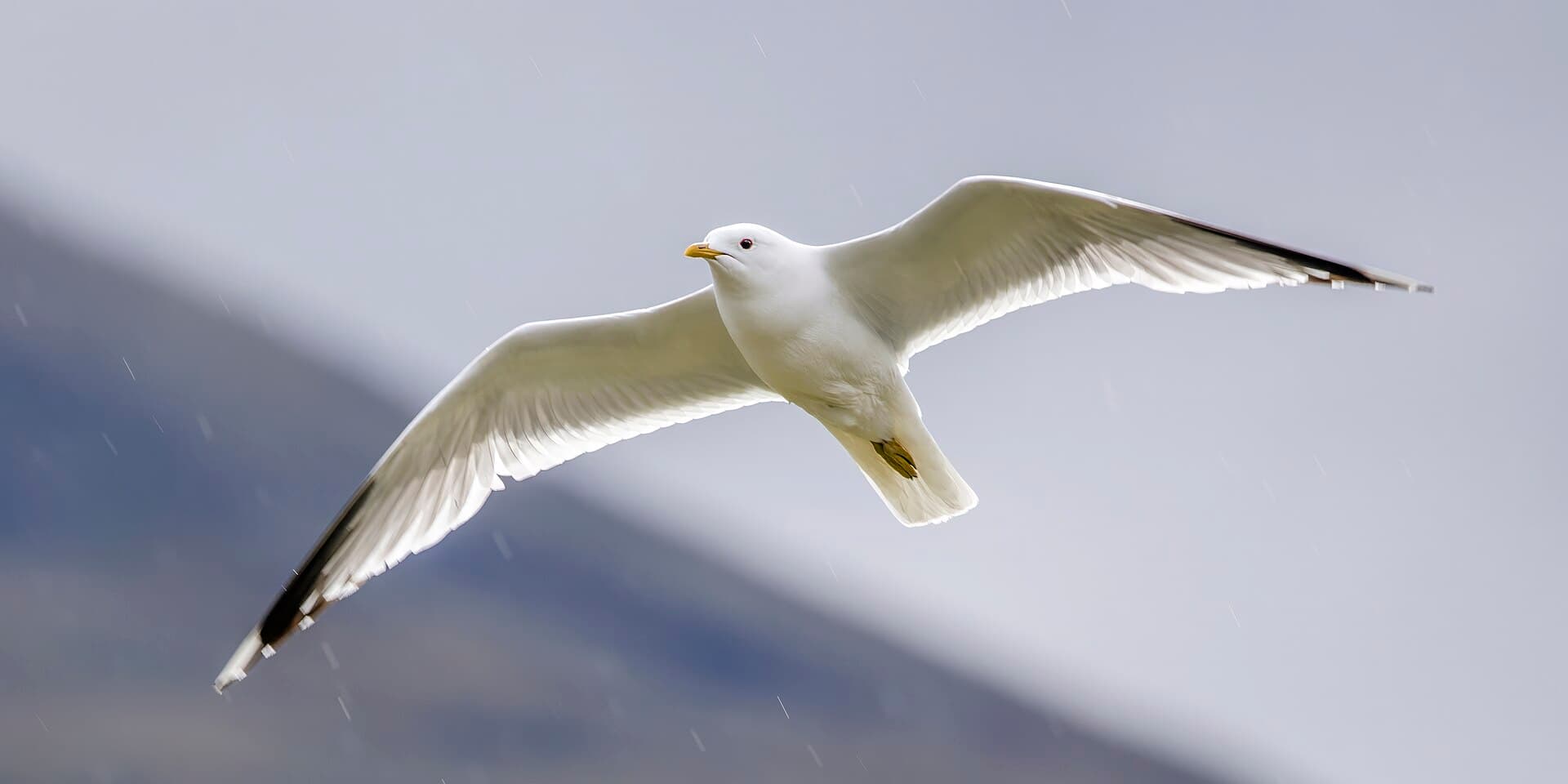 Stormmeeuw (Larus canus) - Common gull (Larus canus) adult breeding in flight Oppdal 2