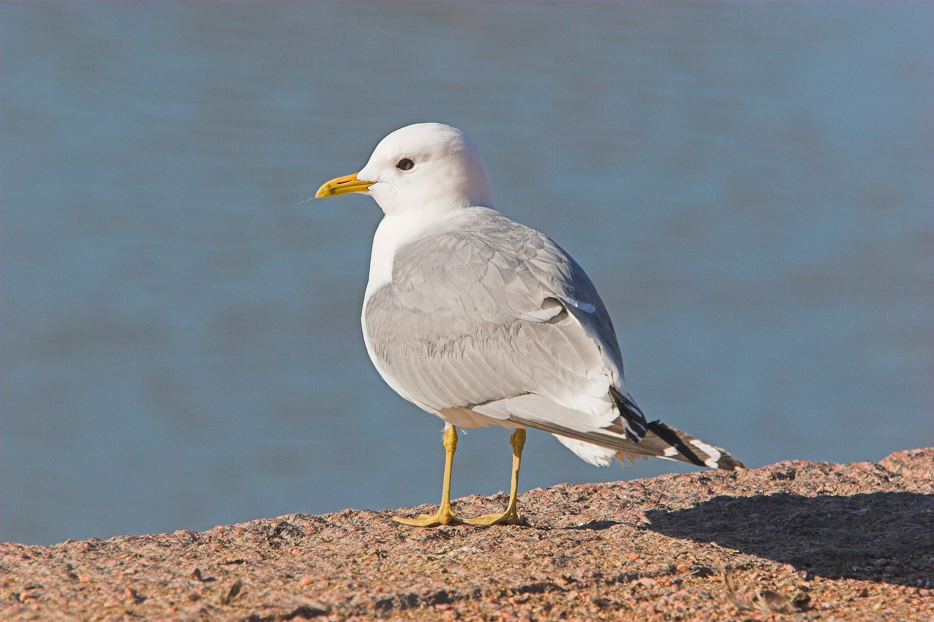 Stormmeeuw (Larus canus) - Kalalokki wiki-01