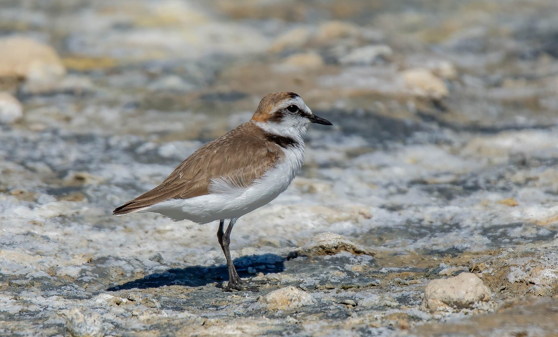 Strandplevier (Charadrius alexandrinus) - Kentish Plover ( Charadrius alexandrinus ) ... Southern Spain (53416088471)
