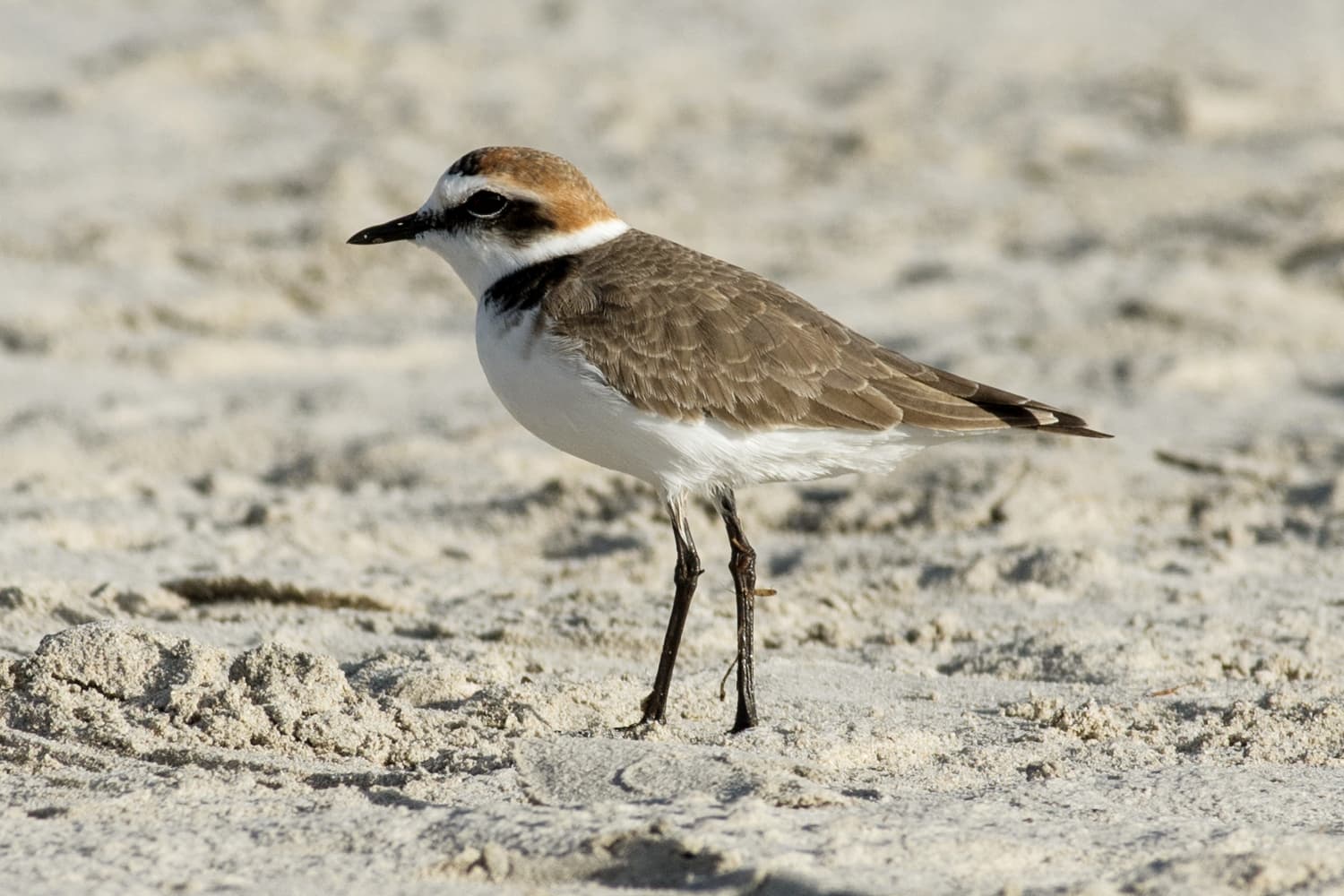 Strandplevier (Charadrius alexandrinus) - Charadrius alexandrinus (Kentish Plover), Port d'Alcúdia, Mallorca