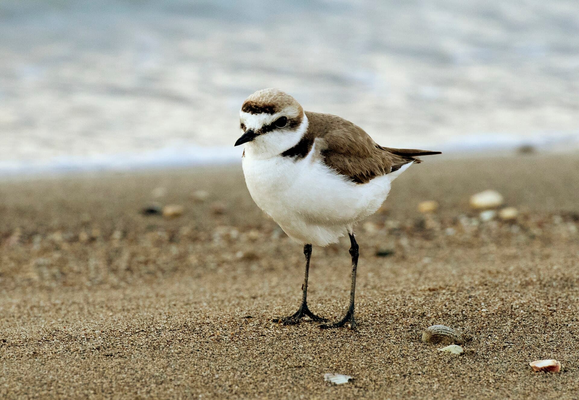 Strandplevier (Charadrius alexandrinus) - Charadrius alexandrinus - Kentish Plover 01