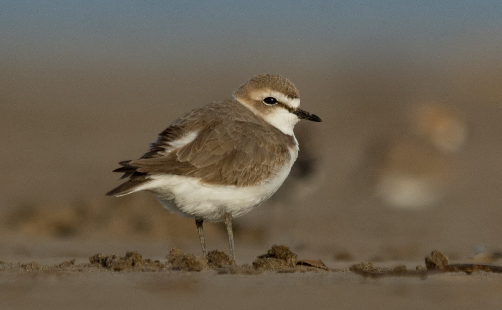 Strandplevier (Charadrius alexandrinus) - Kentish Plover Charadrius alexandrinus by Vedant Kasambe 02