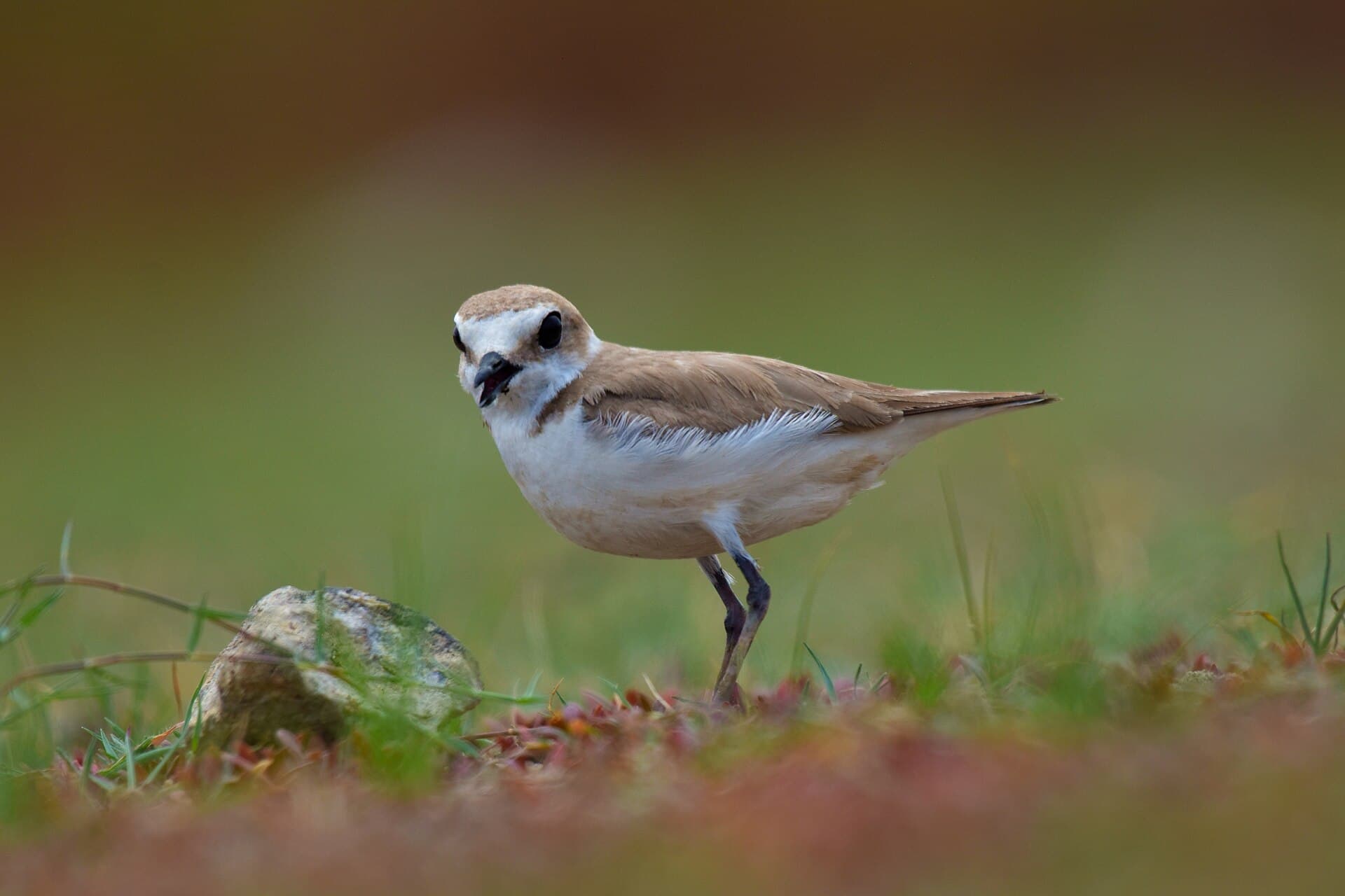 Strandplevier (Charadrius alexandrinus) - Kentish plover a small shorebird