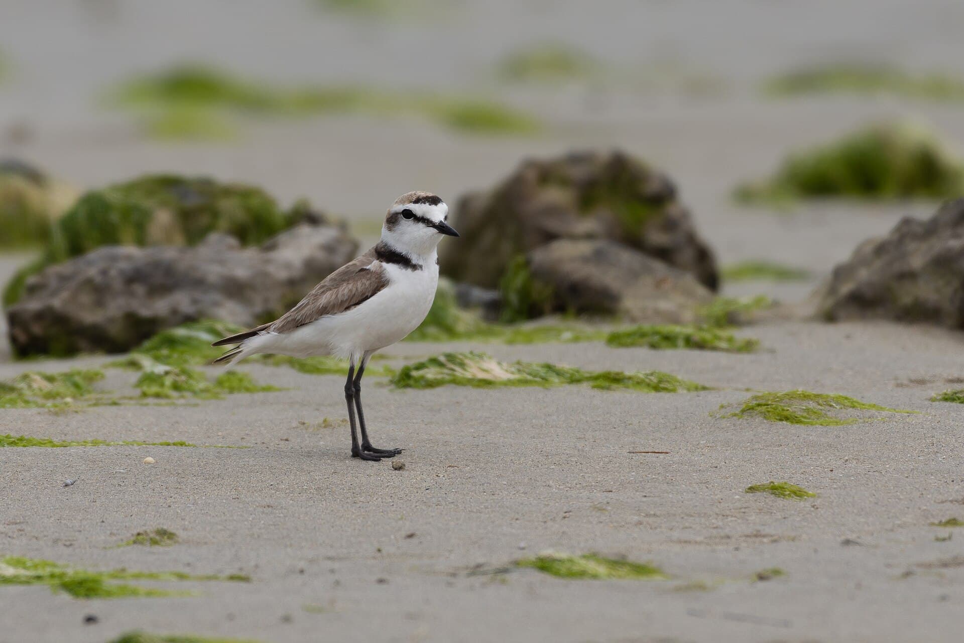 Strandplevier (Charadrius alexandrinus) - Gravelot à collier interrompu Djerba