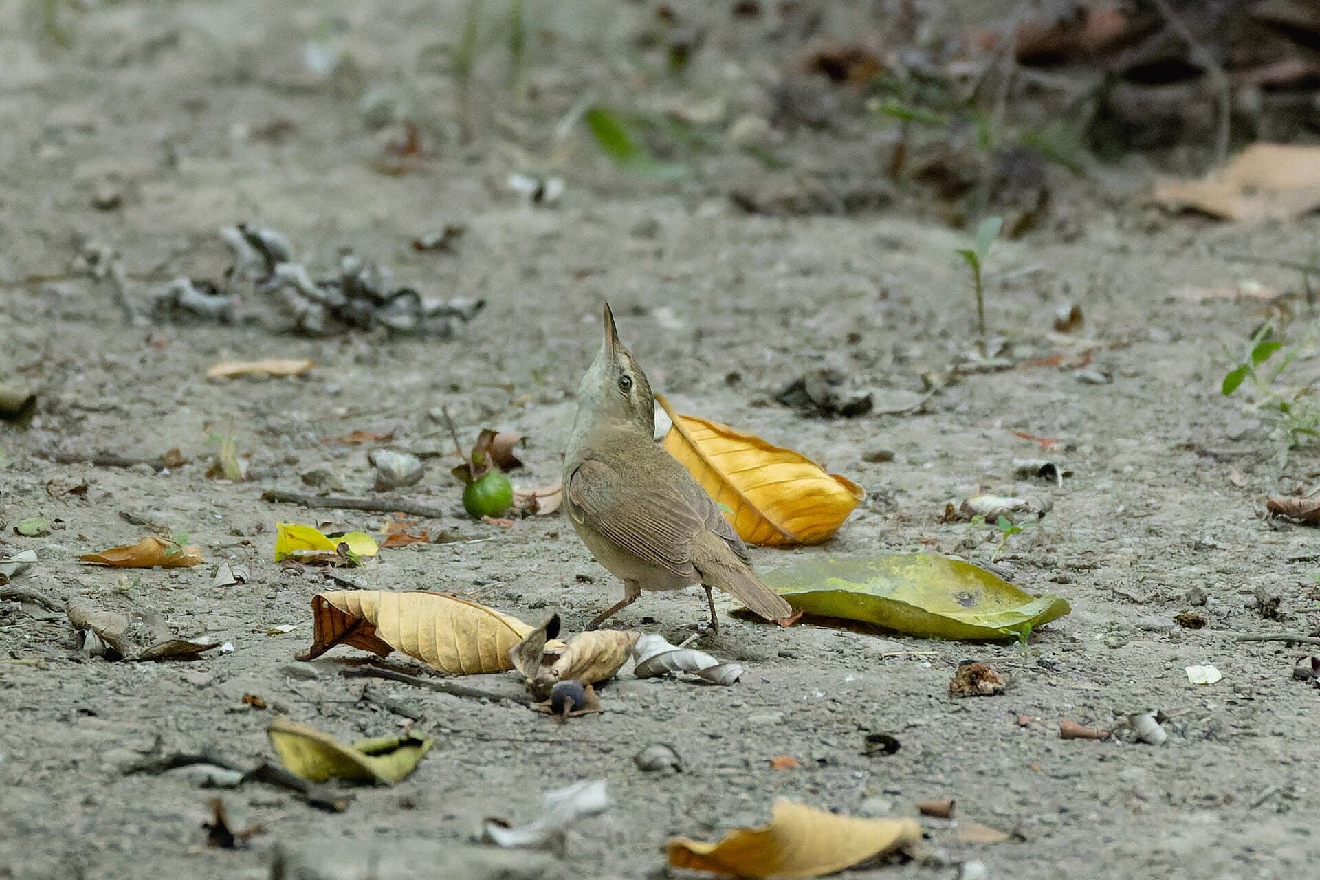 Struikkarekiet (Acrocephalus dumetorum) - Blyth's reed warbler by Tisha Mukherjee 06