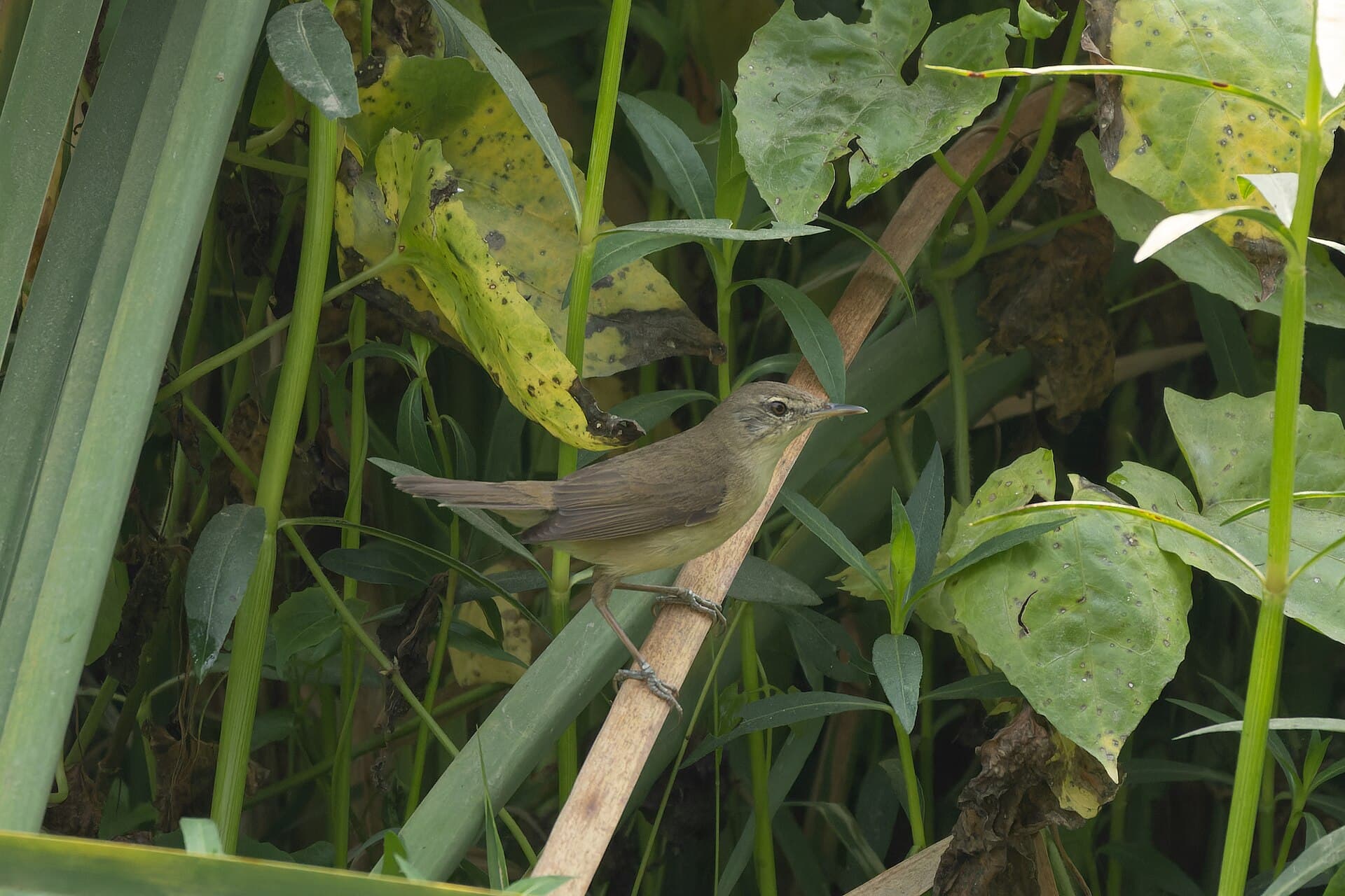 Struikkarekiet (Acrocephalus dumetorum) - Blyth's Reed Warbler by Tisha Mukherjee 25