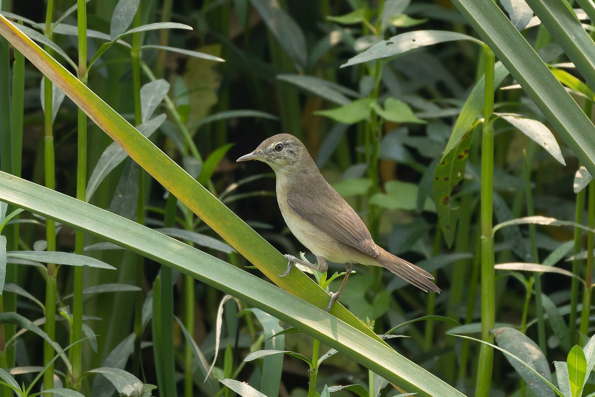 Struikkarekiet (Acrocephalus dumetorum) - Blyth's Reed Warbler by Tisha Mukherjee 20