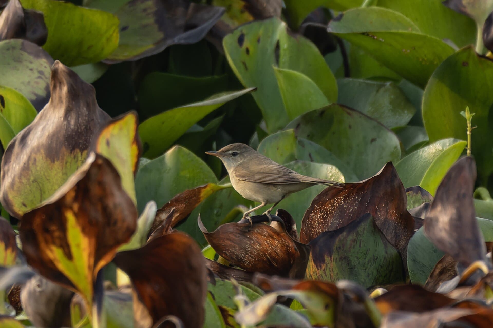 Struikkarekiet (Acrocephalus dumetorum) - Blyth's Reed Warbler by Tisha Mukherjee 19