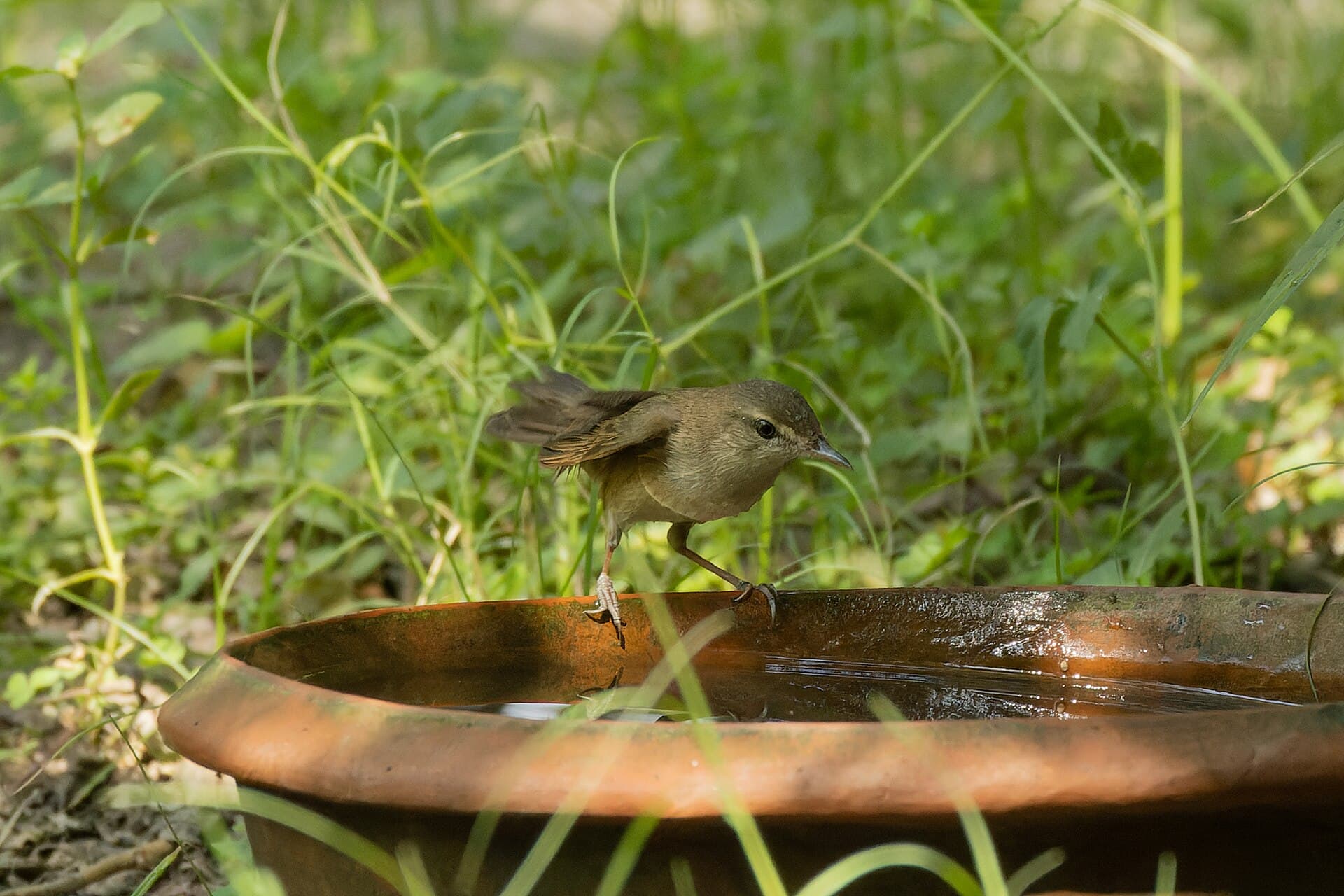 Struikkarekiet (Acrocephalus dumetorum) - Blyth's reed warbler by Tisha Mukherjee 03
