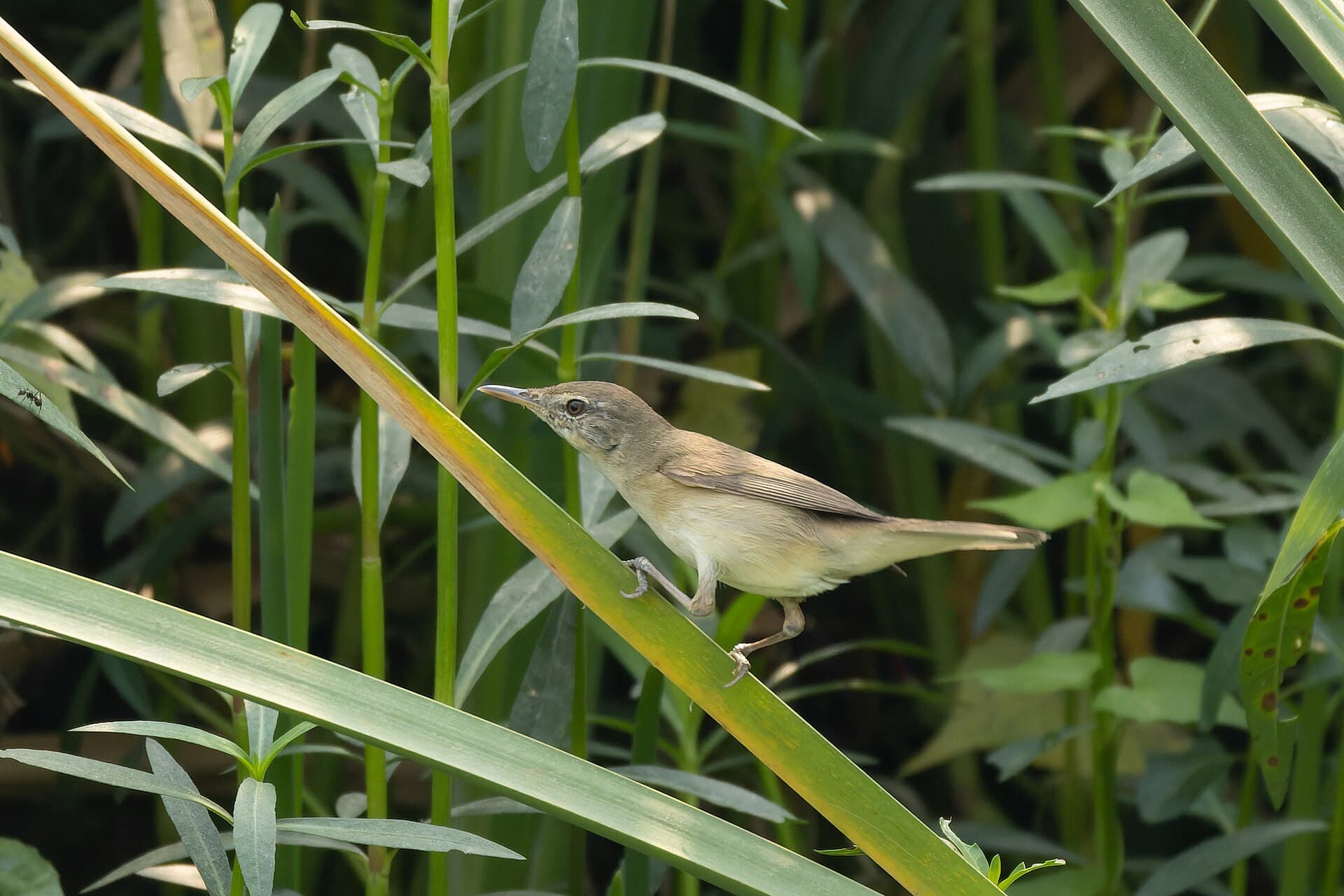 Struikkarekiet (Acrocephalus dumetorum) - Blyth's Reed Warbler by Tisha Mukherjee 22