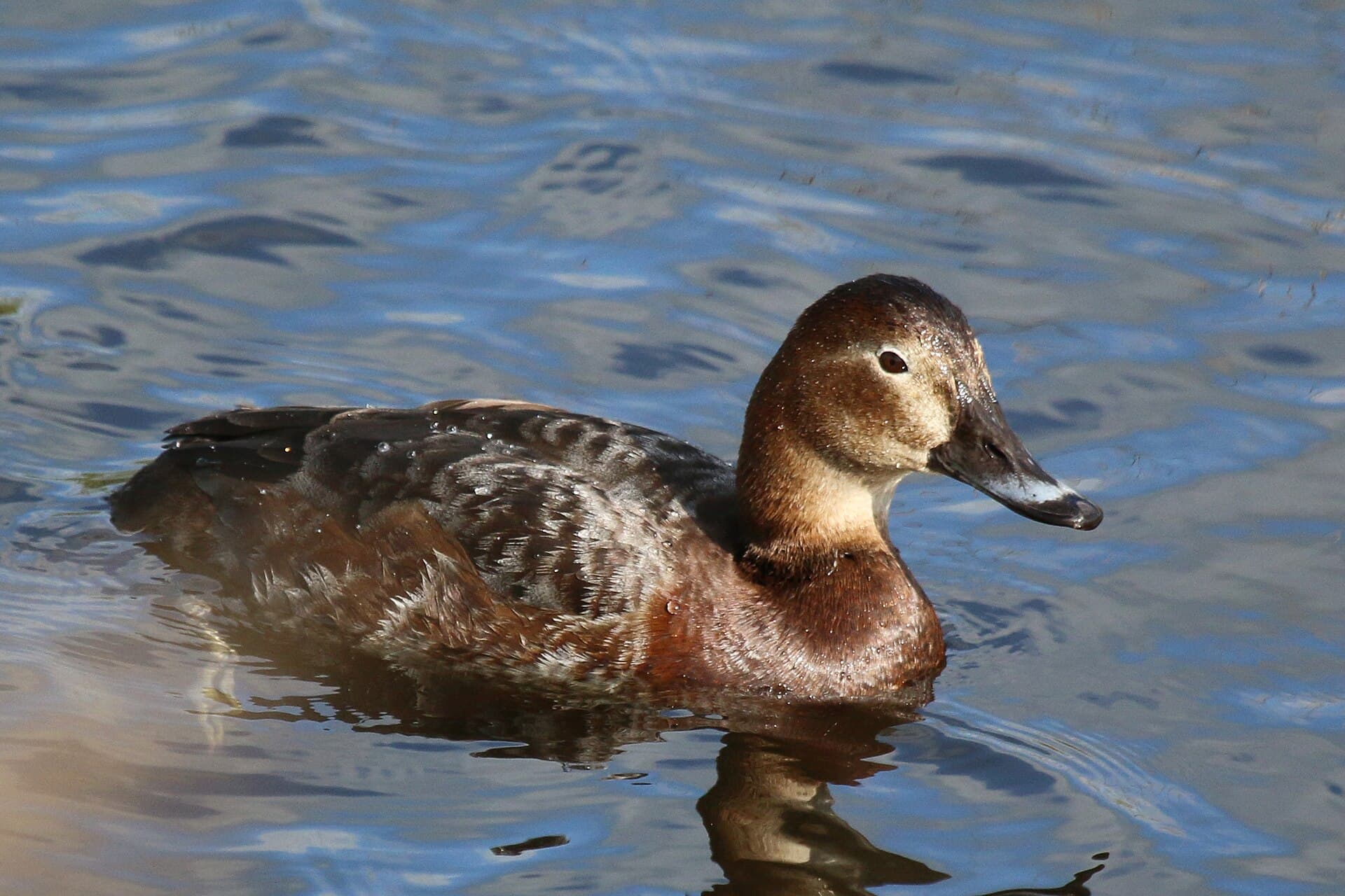 Tafeleend (Aythya ferina) - Common pochard (Aythya ferina)