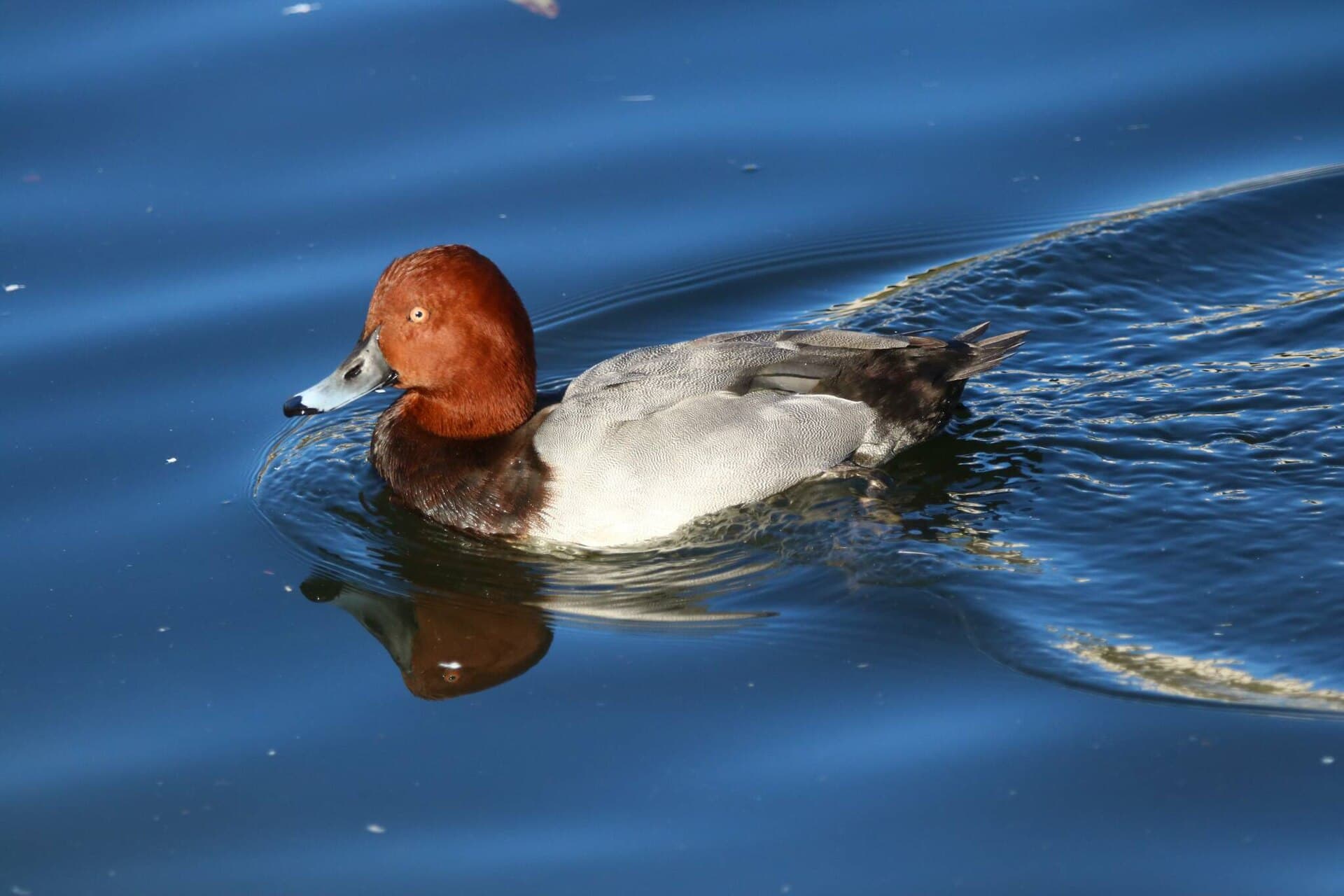 Tafeleend (Aythya ferina) - Male common pochard (Aythya ferina) in Algeria