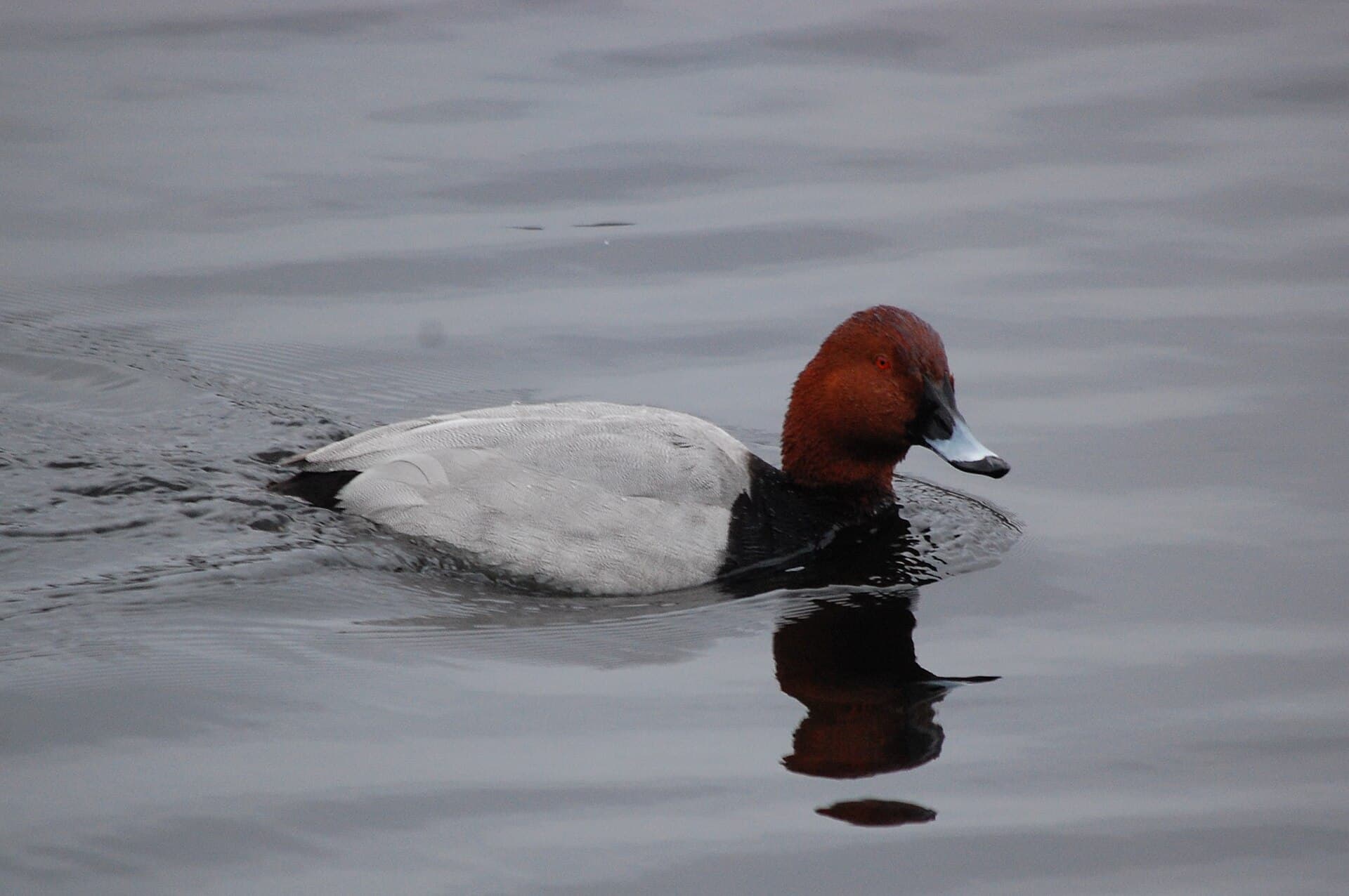 Tafeleend (Aythya ferina) - Common pochard (male)