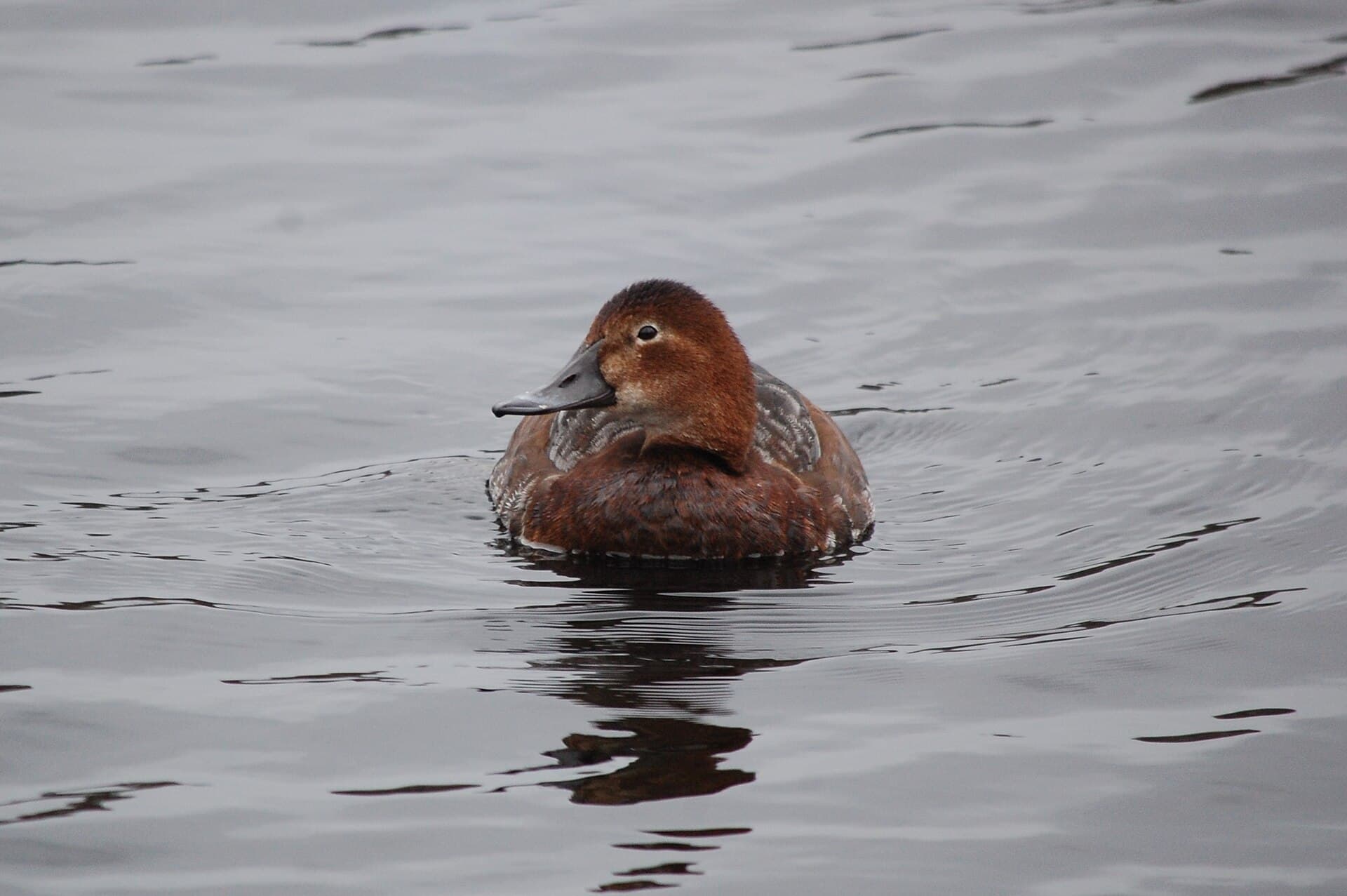Tafeleend (Aythya ferina) - Common pochard (female)