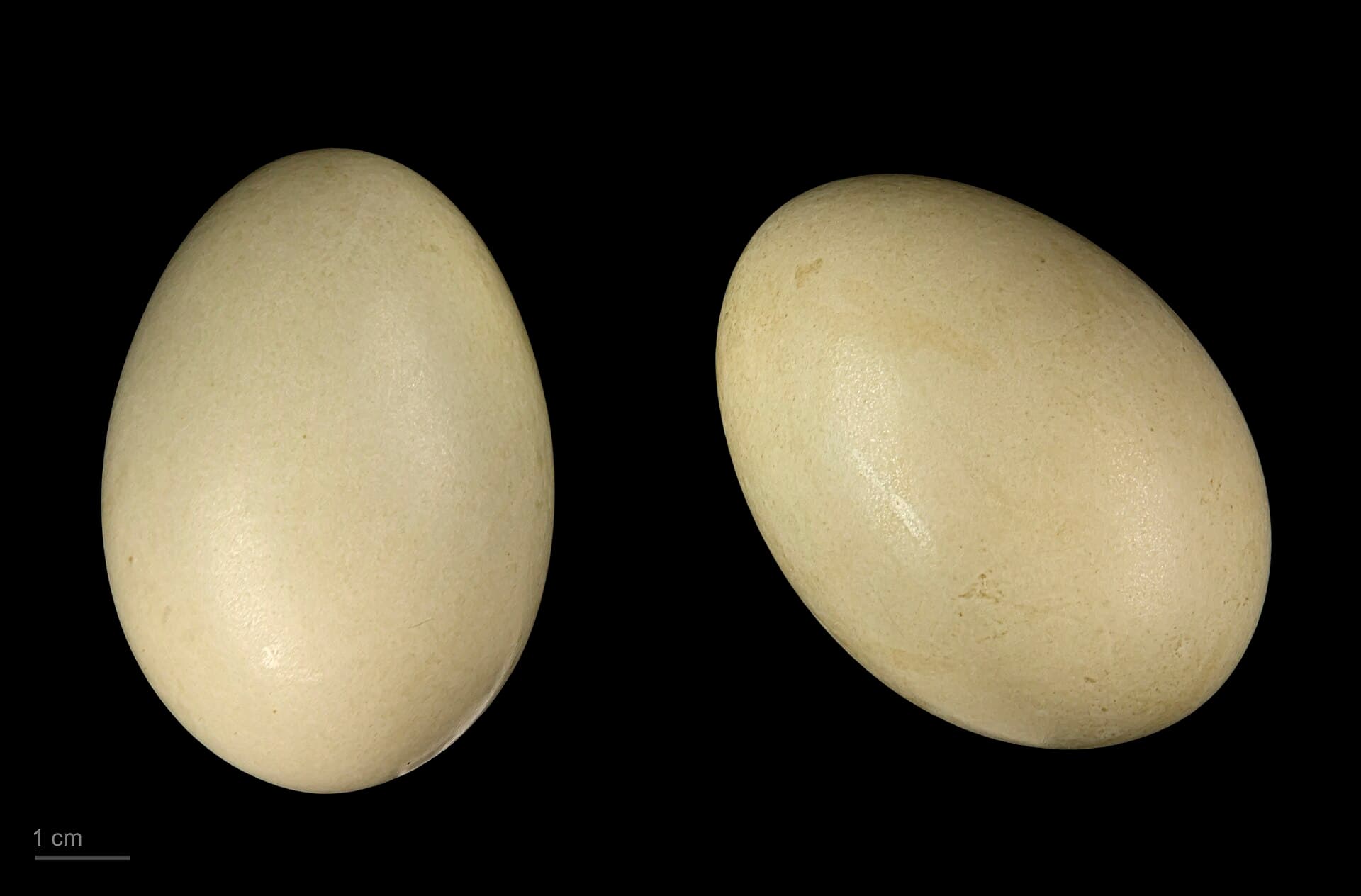 Tafeleend (Aythya ferina) - Aythya ferina MHNT.ZOO.2010.11.20.4
