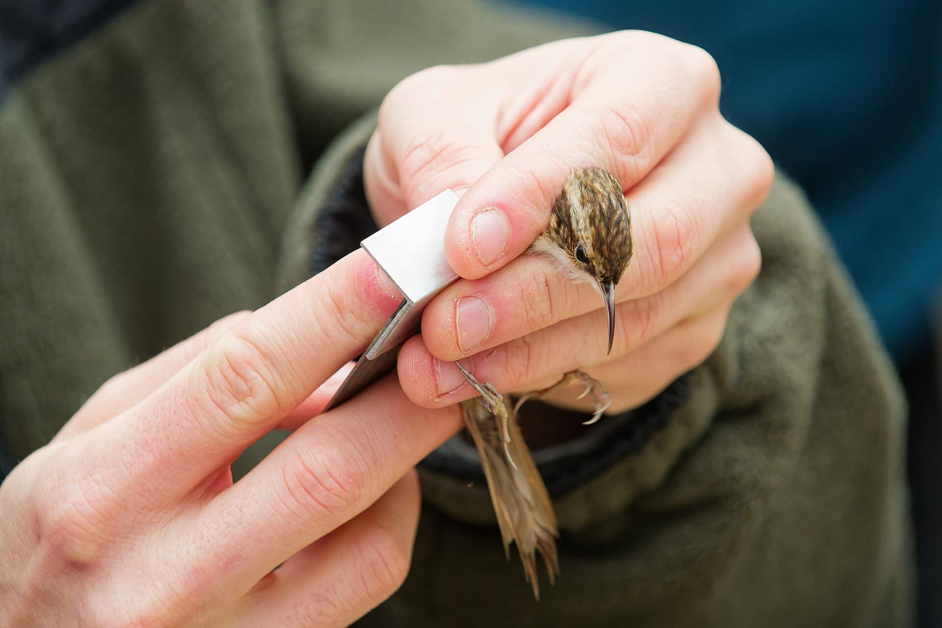 Taigaboomkruiper (Certhia familiaris) - Certhia familiaris ringing SPOL mangeoire 20250220 n02
