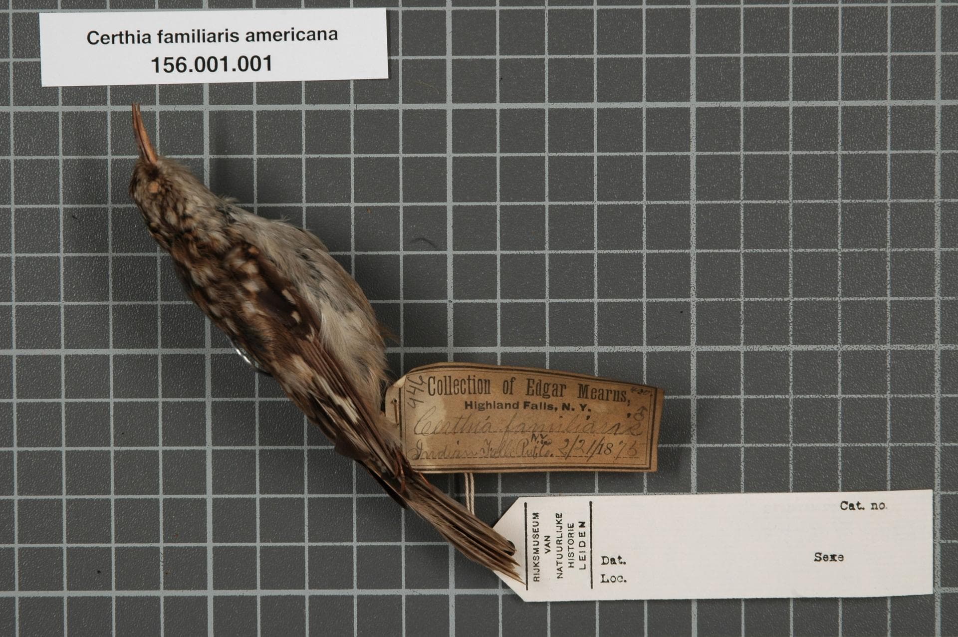 Taigaboomkruiper (Certhia familiaris) - Naturalis Biodiversity Center - RMNH.AVES.131723 1 - Certhia familiaris americana Bonaparte, 1838 - Certhiidae - bird skin specimen