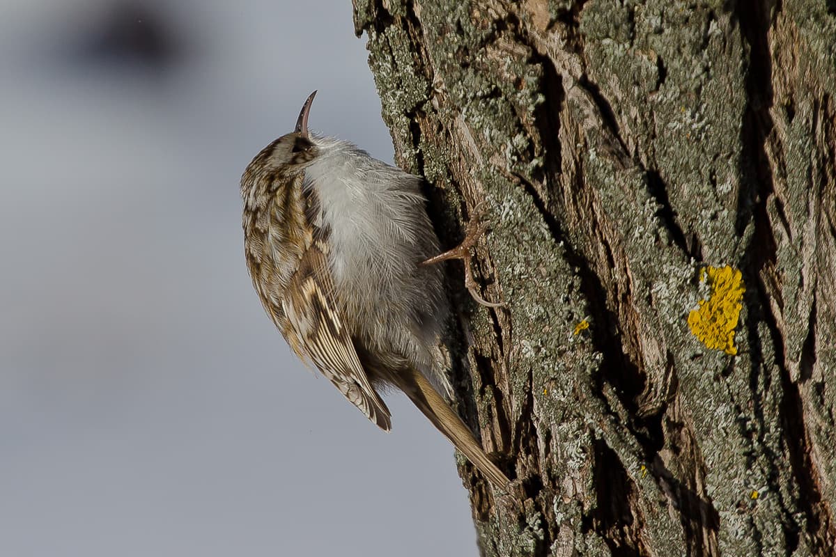 Taigaboomkruiper (Certhia familiaris) - Обыкновенная пищуха (Certhia familiaris)