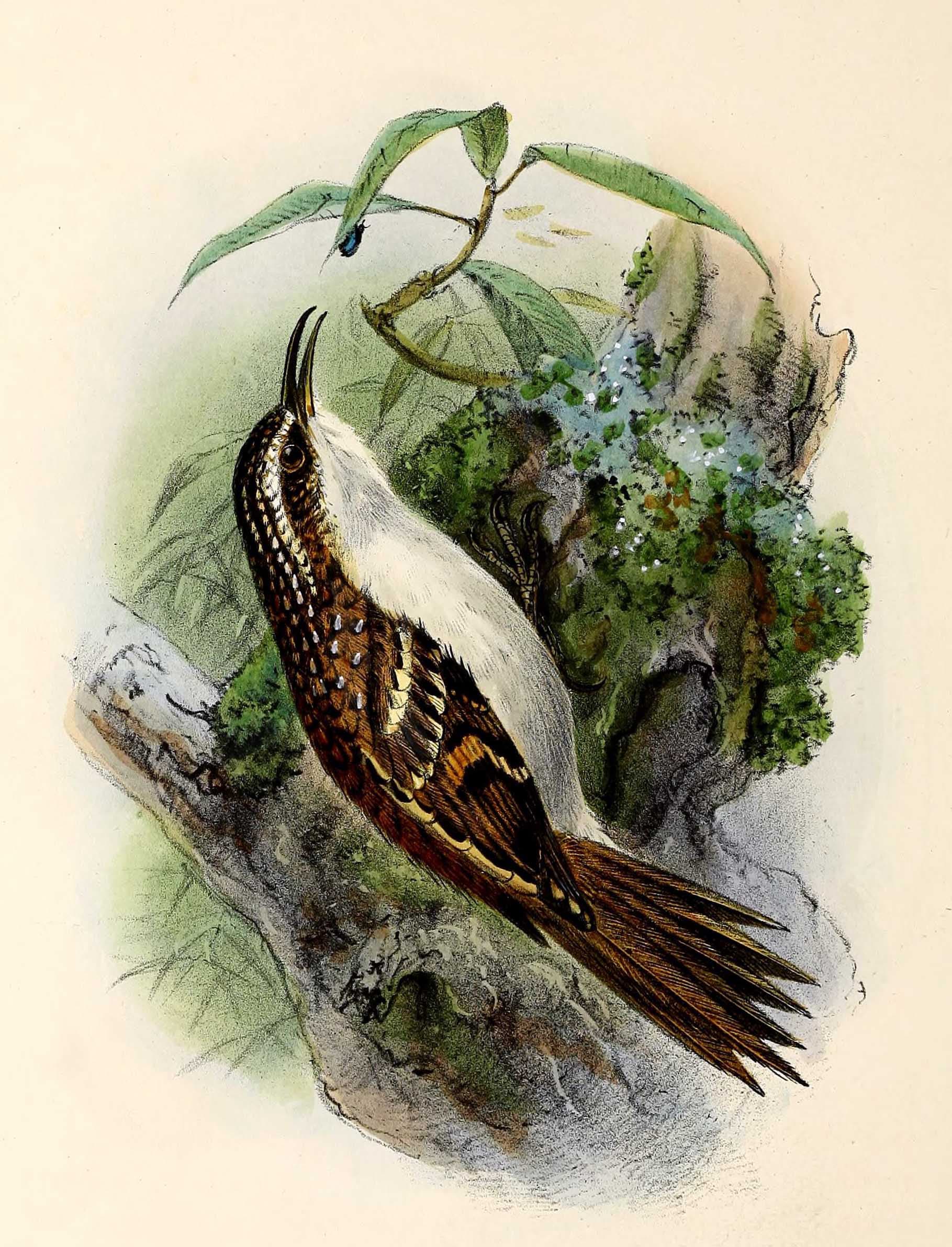 Taigaboomkruiper (Certhia familiaris) - Certhia familiaris 1876