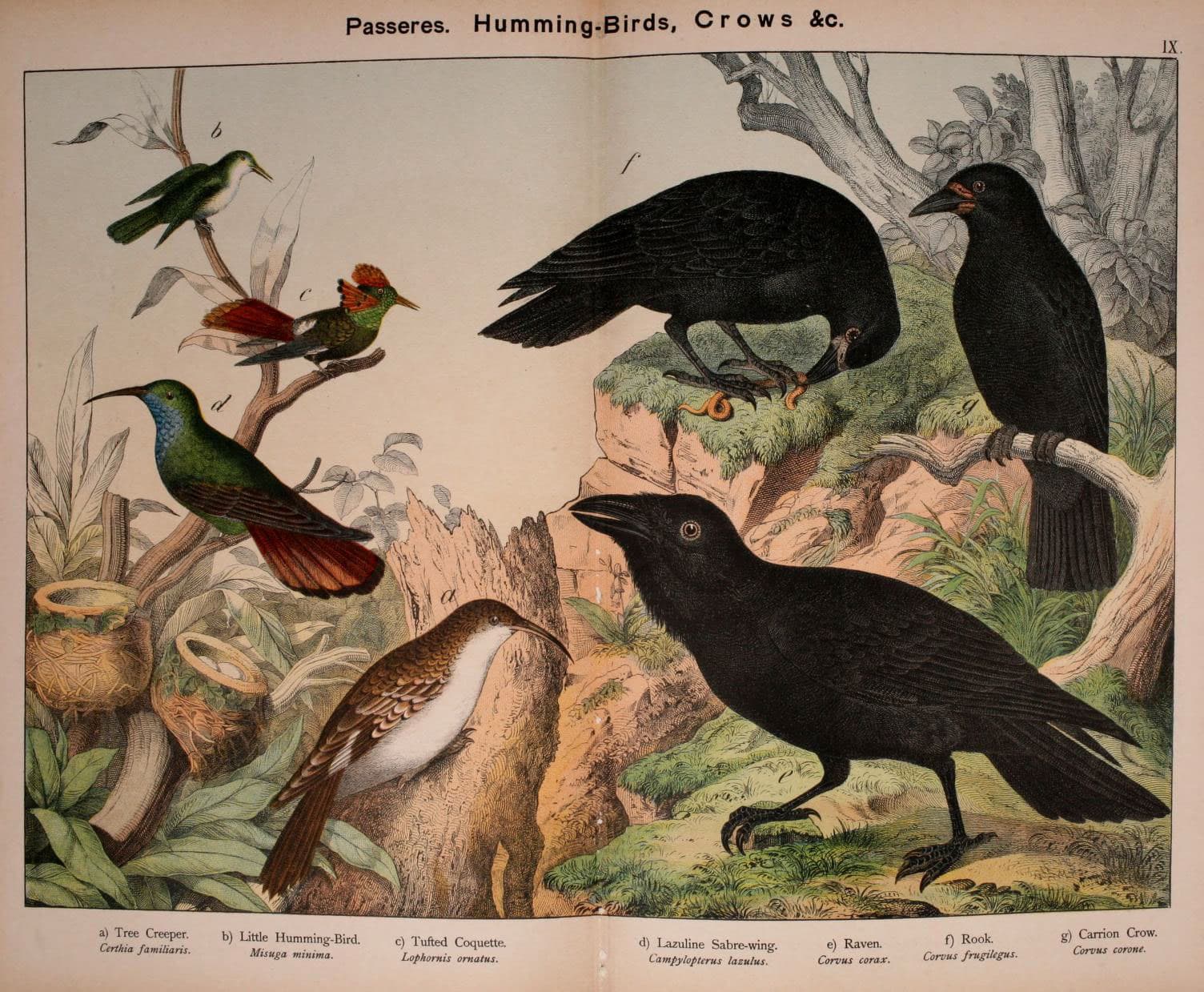 Taigaboomkruiper (Certhia familiaris) - Natural history of the animal kingdom for the use of young people (Plate IX) (5974388055)
