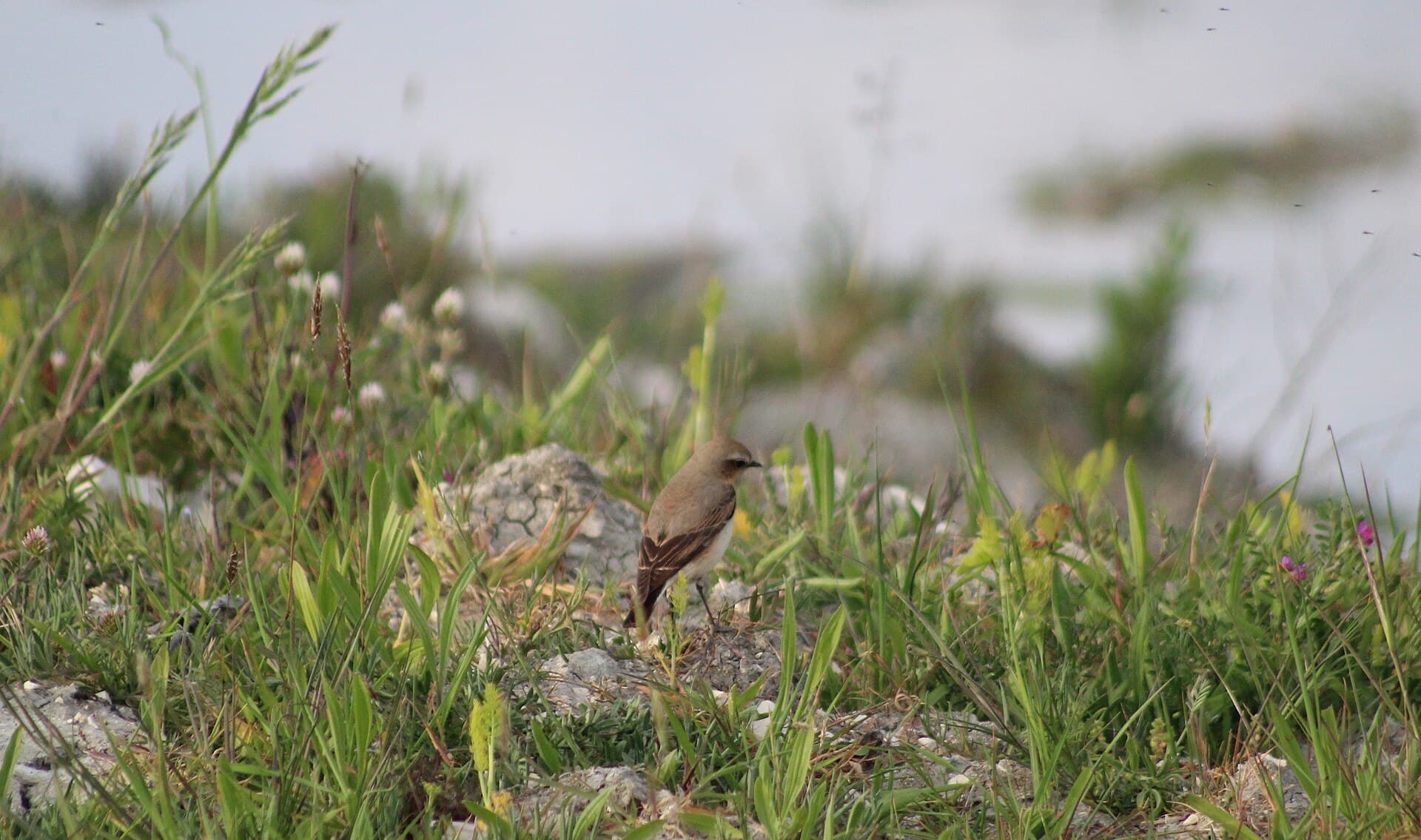 Tapuit (Oenanthe oenanthe) - Oenanthe oenanthe 2806