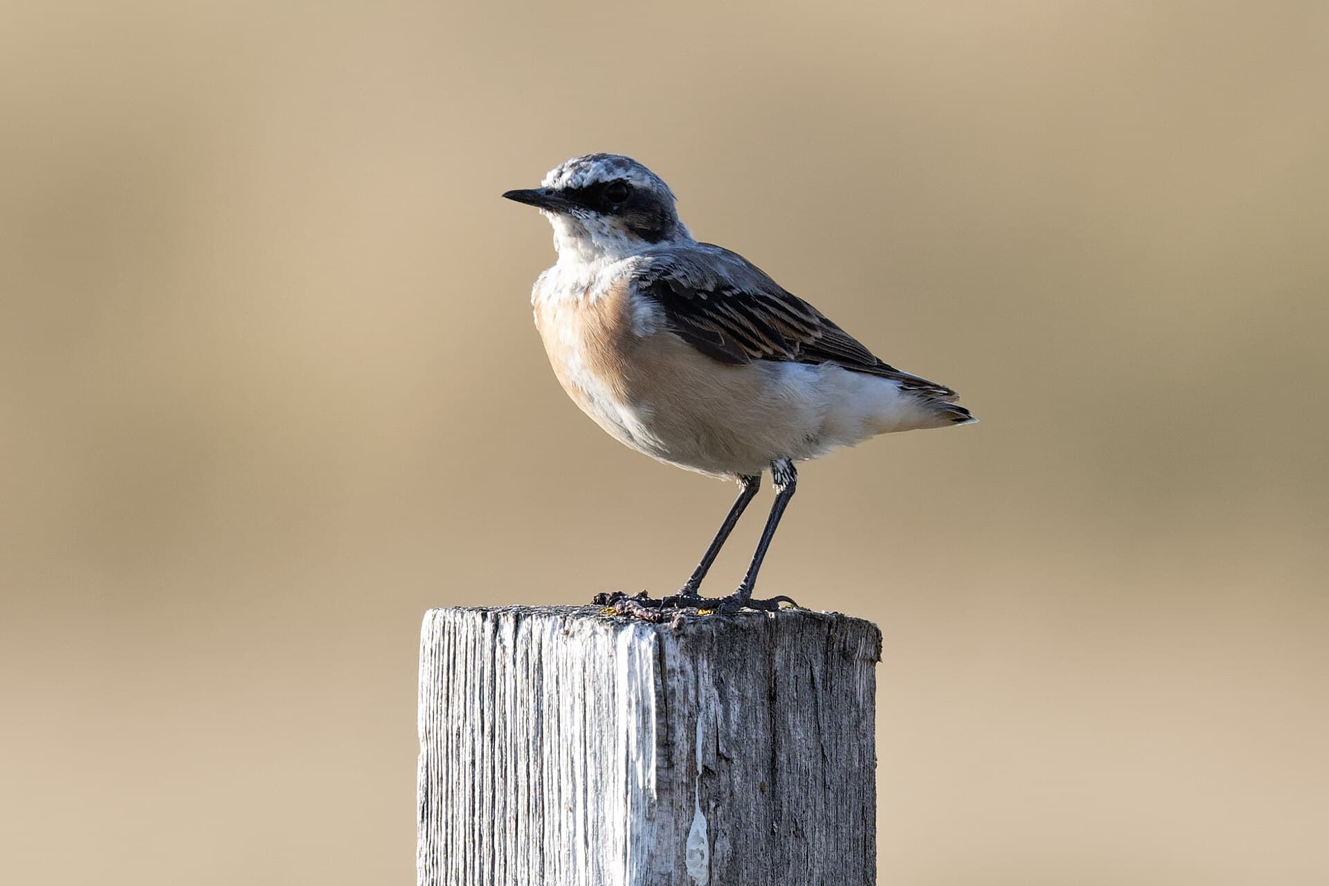 Tapuit (Oenanthe oenanthe) - Oenanthe oenanthe Puy Gros 20190805 t194233