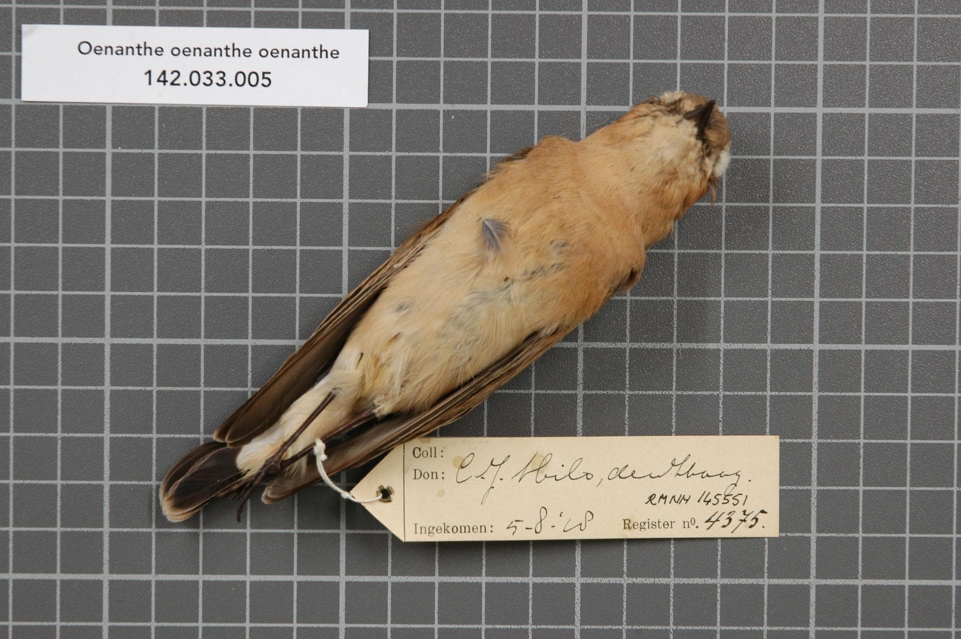 Tapuit (Oenanthe oenanthe) - Naturalis Biodiversity Center - RMNH.AVES.145551 2 - Oenanthe oenanthe oenanthe (Linnaeus, 1758) - Turdidae - bird skin specimen