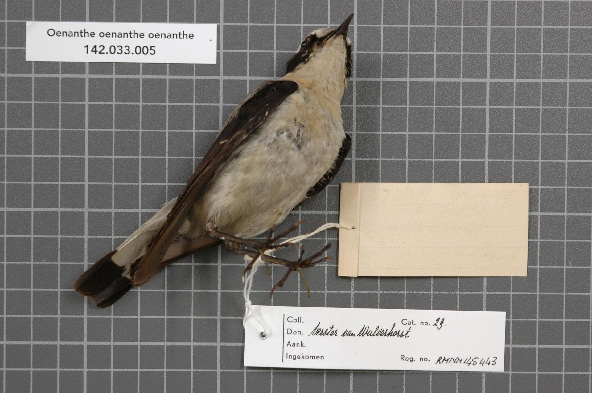 Tapuit (Oenanthe oenanthe) - Naturalis Biodiversity Center - RMNH.AVES.145443 2 - Oenanthe oenanthe oenanthe (Linnaeus, 1758) - Turdidae - bird skin specimen