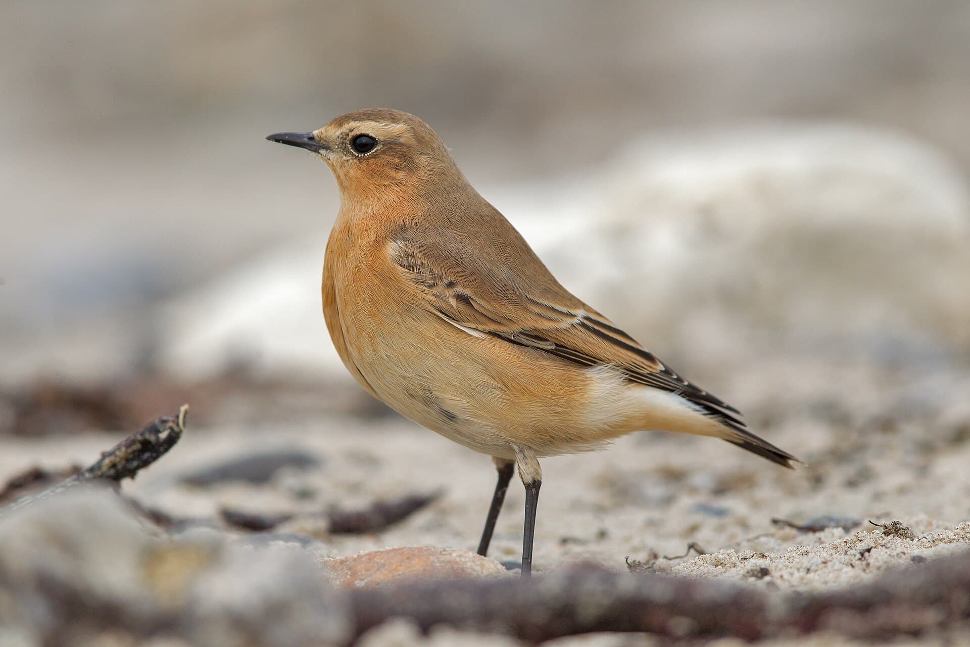 Tapuit (Oenanthe oenanthe) - Northern wheatear Oenanthe oenanthe