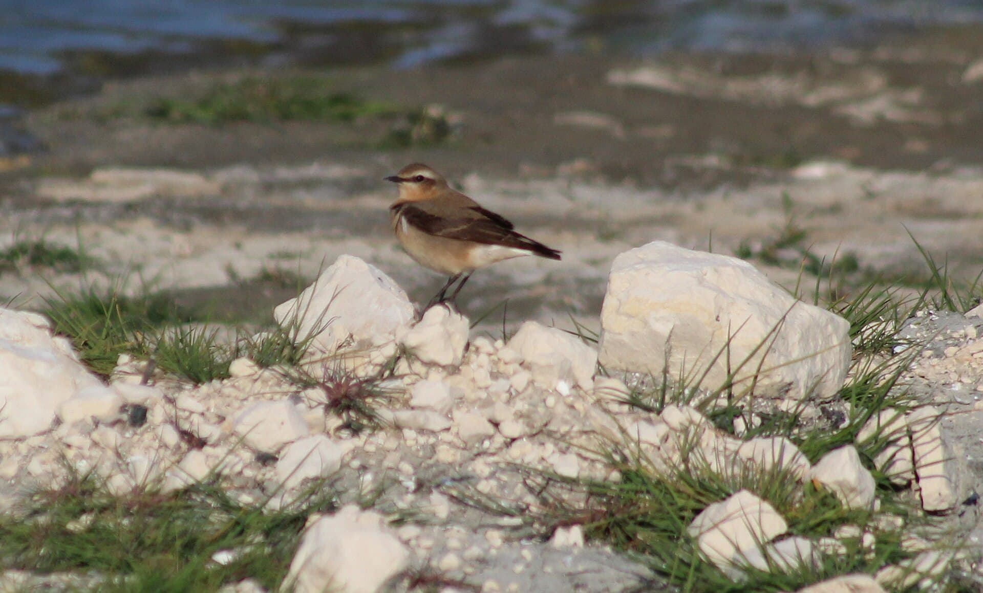 Tapuit (Oenanthe oenanthe) - Oenanthe oenanthe (femelle) - Marais de Tasdon