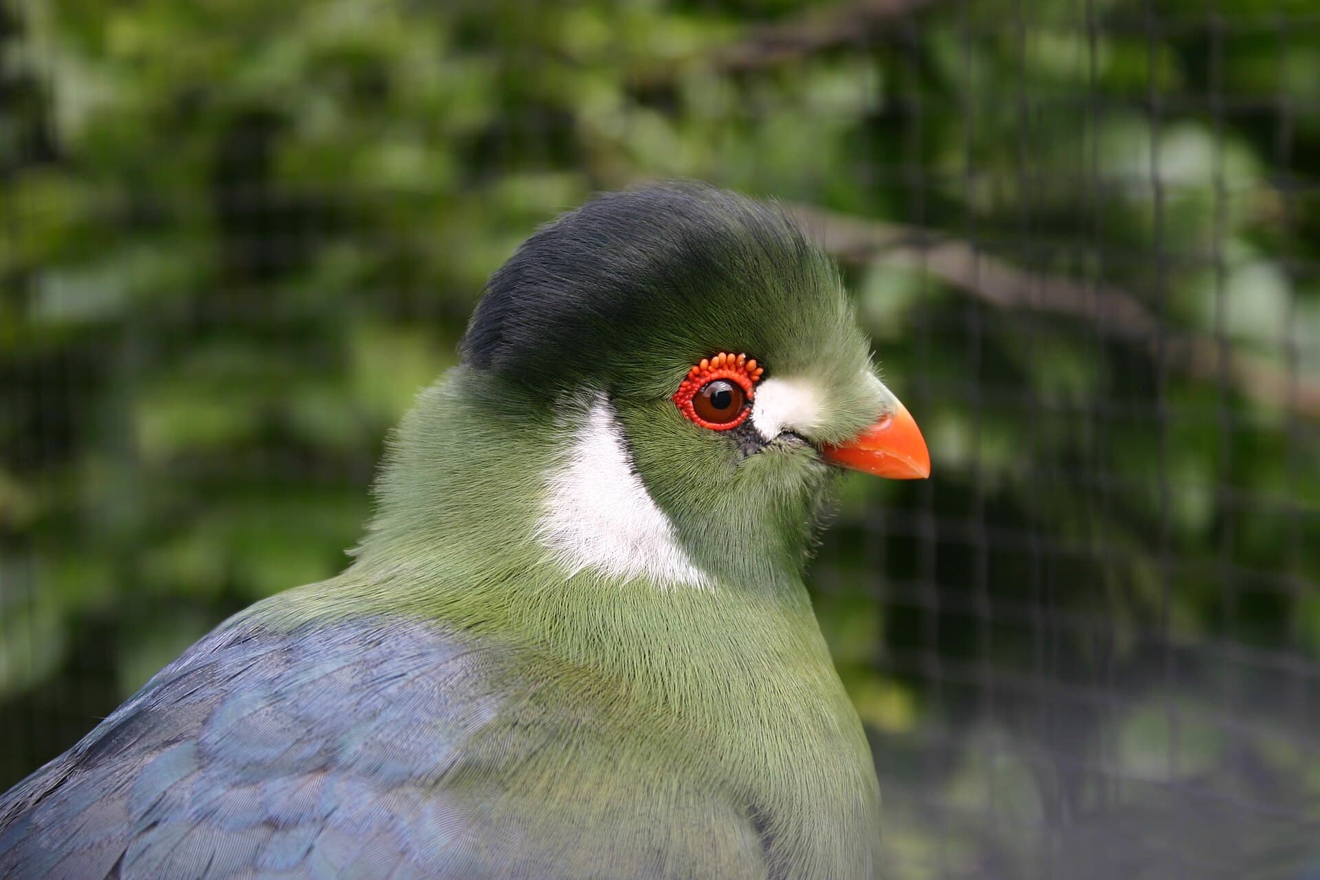 Tauraco leucotis (Tauraco leucotis) - White-cheeked Turaco