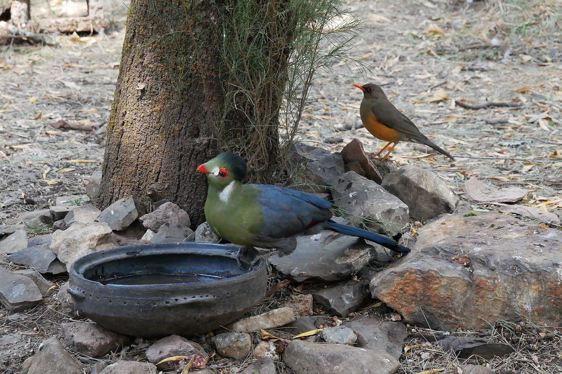 Tauraco leucotis (Tauraco leucotis) - Tauraco leucotis and Turdus abyssinicus, Gondar, Ethiopia 2018-02-04
