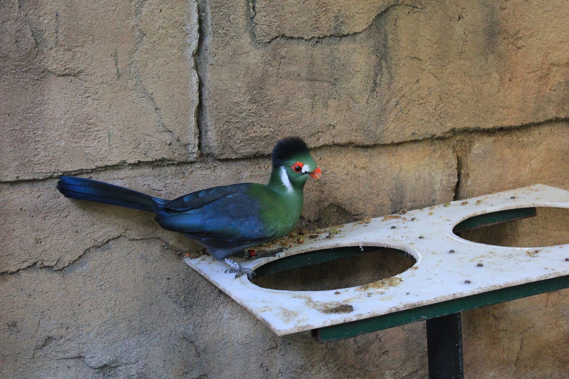 Tauraco leucotis (Tauraco leucotis) - Tauraco leucotis - Laslovarga (2)