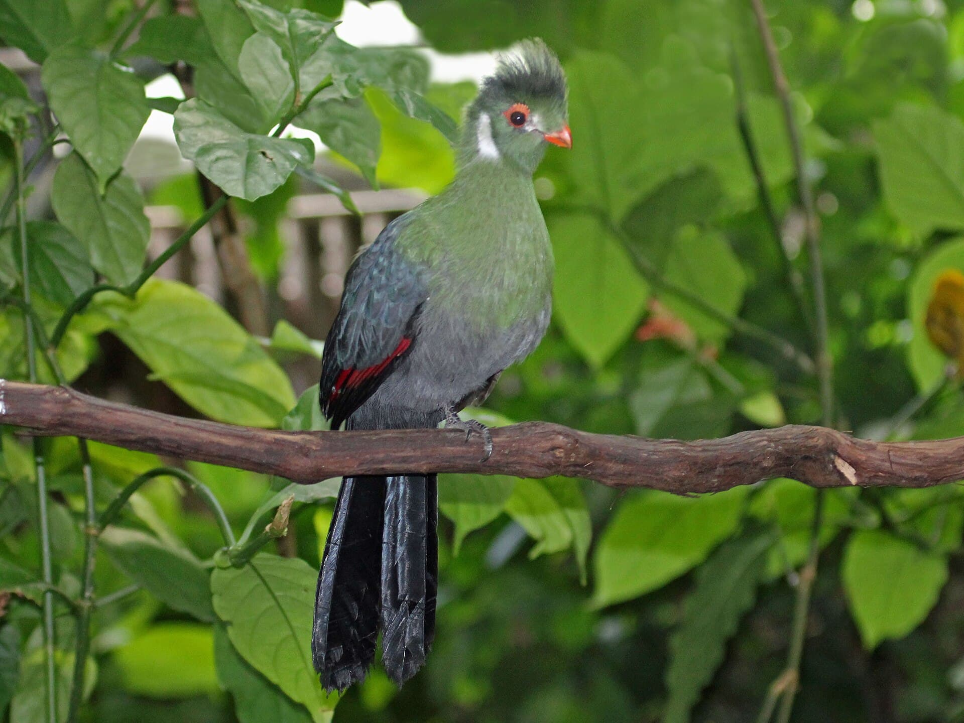 Tauraco leucotis (Tauraco leucotis) - White-cheeked Turaco RWD2