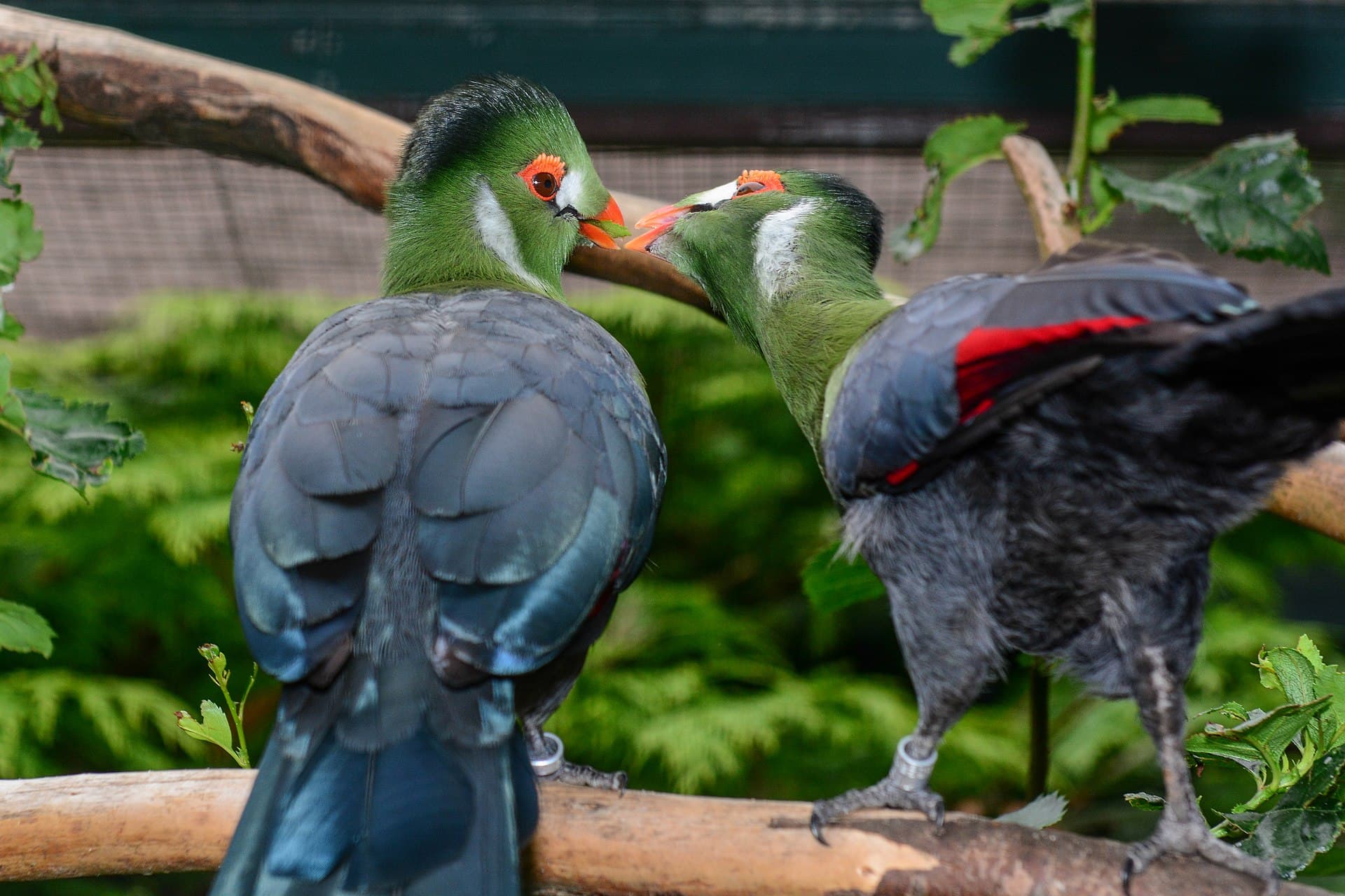 Tauraco leucotis (Tauraco leucotis) - Tauraco leucotis (Weißohrturako - White-cheeked Turaco) - Weltvogelpark Walsrode 2013-01