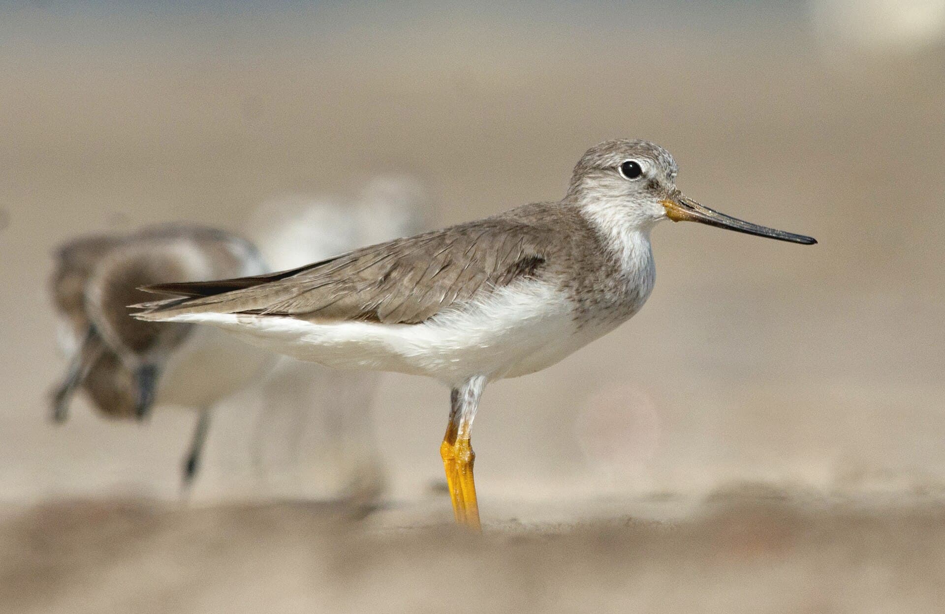 Terekruiter (Xenus cinereus) - Terek Sandpiper Xenus cinereus by Vedant Kasambe 01